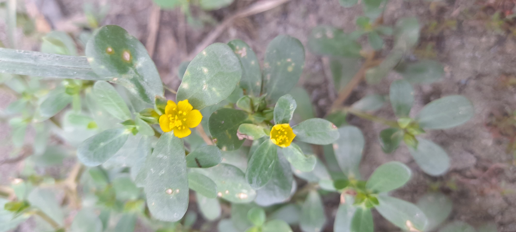 The image shows a close-up view of a plant with thick, succulent-like green leaves and small yellow flowers. There are two visible yellow flowers, one larger and more prominent than the other. The leaves have a slightly dusty or matte appearance, and some show small spots. The background is blurred and appears to be soil or sand. There is no information available about the specific location in Buketteukuh, Indonesia, people, or interactions in the image.