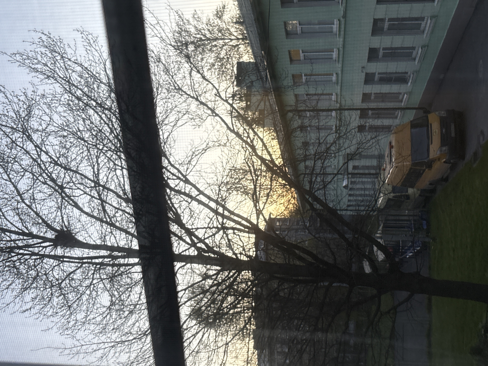 Here's a concise description of the image:
The image shows a view from a window in Saint Petersburg, Russia. A bare tree with intricate branches dominates the foreground, obscuring parts of the scene. Behind the tree, there is a light-green building with a repeating pattern of windows. A yellow van and possibly some other vehicles are parked along the building. There is also a small area of grass visible. The sky appears overcast or at dusk, with a faint glow visible. The view is partially obstructed by the window frame.