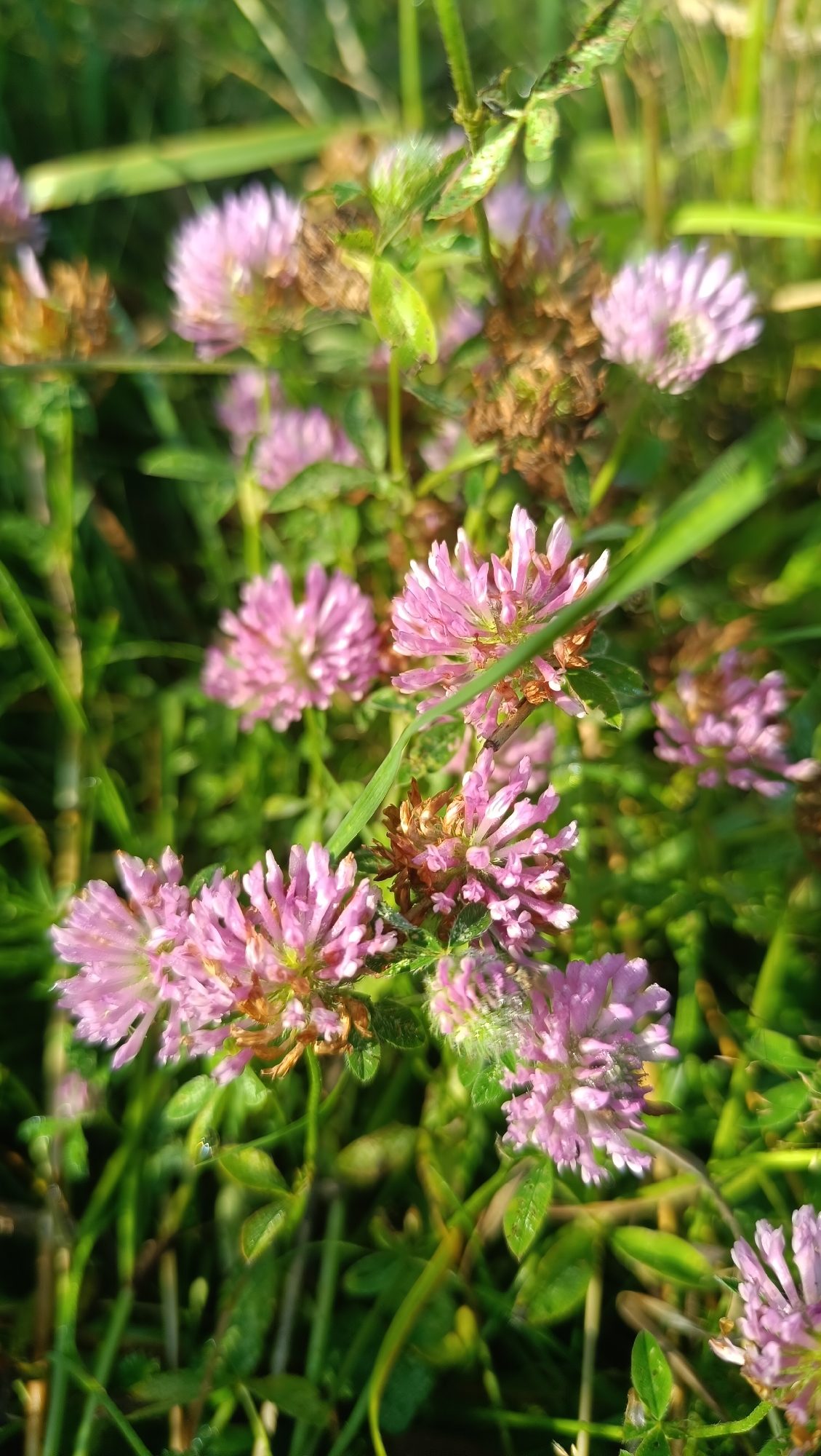 The image shows a close-up view of pink clover flowers blooming in a grassy area. The flowers are clustered together, with some appearing more vibrant and fully bloomed than others, while some are starting to dry out. The background is a blur of green grass and foliage, suggesting an outdoor natural setting. The lighting appears to be natural daylight, casting soft shadows. There are no people or animals visible in the image. The scene is consistent with a natural meadow or field, possibly in a park or countryside. The mention of Karsha, Russia is not supported by any visual cues in the image itself.