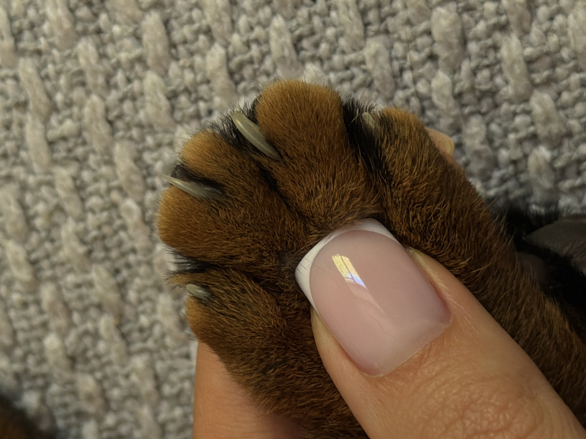 A close-up image shows a brown-furred paw with protruding claws being held by a human hand. The hand has a manicured nail with a French tip design. The background is a textured, light gray surface, possibly a carpet or blanket. There is no indication of the image being in Kazan, Russia, or any city. The focus is on the paw and the hand holding it.