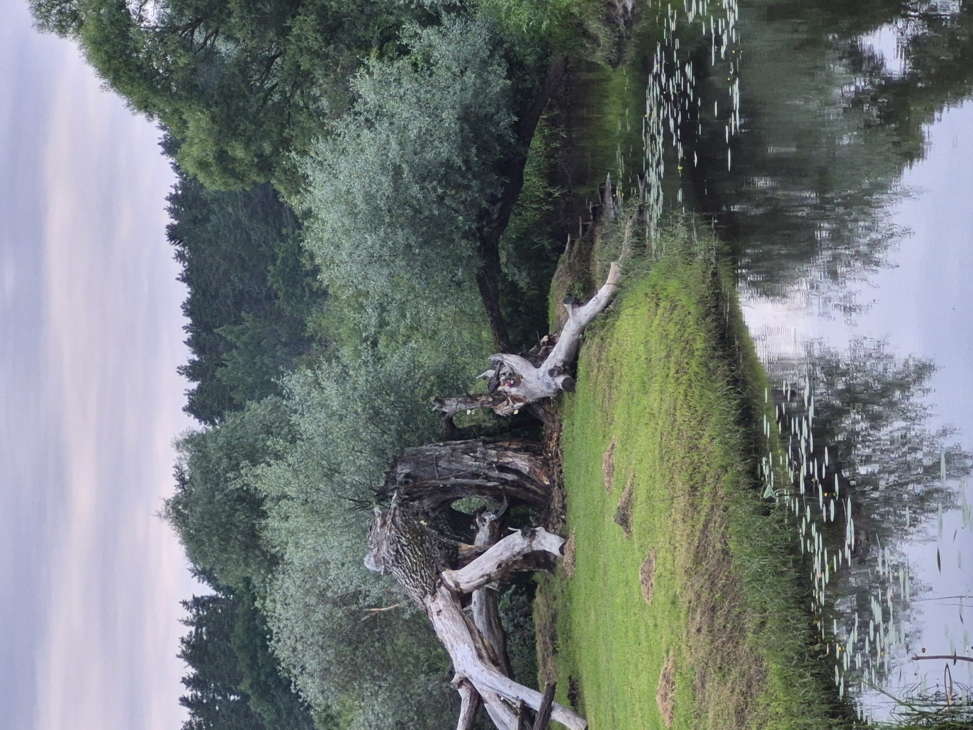 This media file depicts a serene natural landscape in Sooblase, Estonia. The scene is dominated by a lush green grassy bank that slopes down to a body of water, likely a lake or slow-moving river. The water's surface reflects the surrounding trees and the overcast sky, creating a watercolor-like effect. Lily pads are scattered across the water, adding a touch of delicate beauty.
On the bank, an ancient, gnarled tree stump stands prominently. Its weathered wood, twisted branches, and textured bark suggest a long history and a strong connection to the land. The tree appears to be dead or dying, yet it possesses a stark, artistic beauty. Behind the stump, a dense forest of various trees, predominantly evergreens and deciduous varieties, forms a thick backdrop. The trees are a mix of dark green and lighter, silvery-green foliage, with some appearing to be willow or similar trees with drooping branches.
The lighting suggests either early morning or late afternoon on an overcast day, with diffused light casting a soft glow over the scene. There is no visible text in the media file. The overall mood is one of tranquility, natural beauty, and the quiet passage of time, highlighted by the aged tree stump standing sentinel by the water's edge. The scene is untouched by human activity, emphasizing its wild and natural state.