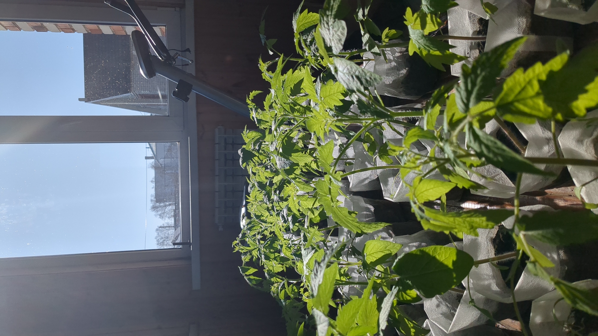 The image captures a vibrant scene of young plants growing indoors on what appears to be a windowsill or shelf, bathed in bright sunlight. Dozens of small, green seedlings with serrated leaves, possibly tomatoes, are arranged closely together in individual white, soft-sided containers or grow bags. The strong natural light coming through a large window illuminates the leaves, creating visible shadows and highlights that emphasize their lushness and texture.
Outside the window, a clear, brilliant blue sky dominates the upper portion of the view, suggesting a sunny day. Parts of a residential building, including terracotta-colored roof tiles and a section of a wall, are visible in the distance. The bare branches of trees can also be seen against the sky, indicating either early spring or late autumn. A silver-colored metal arm, possibly part of a mount for a camera or a grow light, extends into the frame near the window. The interior setting features a warm, possibly wooden, surface where the plants are placed. The scene evokes a sense of nurturing and growth, utilizing natural light for indoor cultivation. There is no visible text in the image.