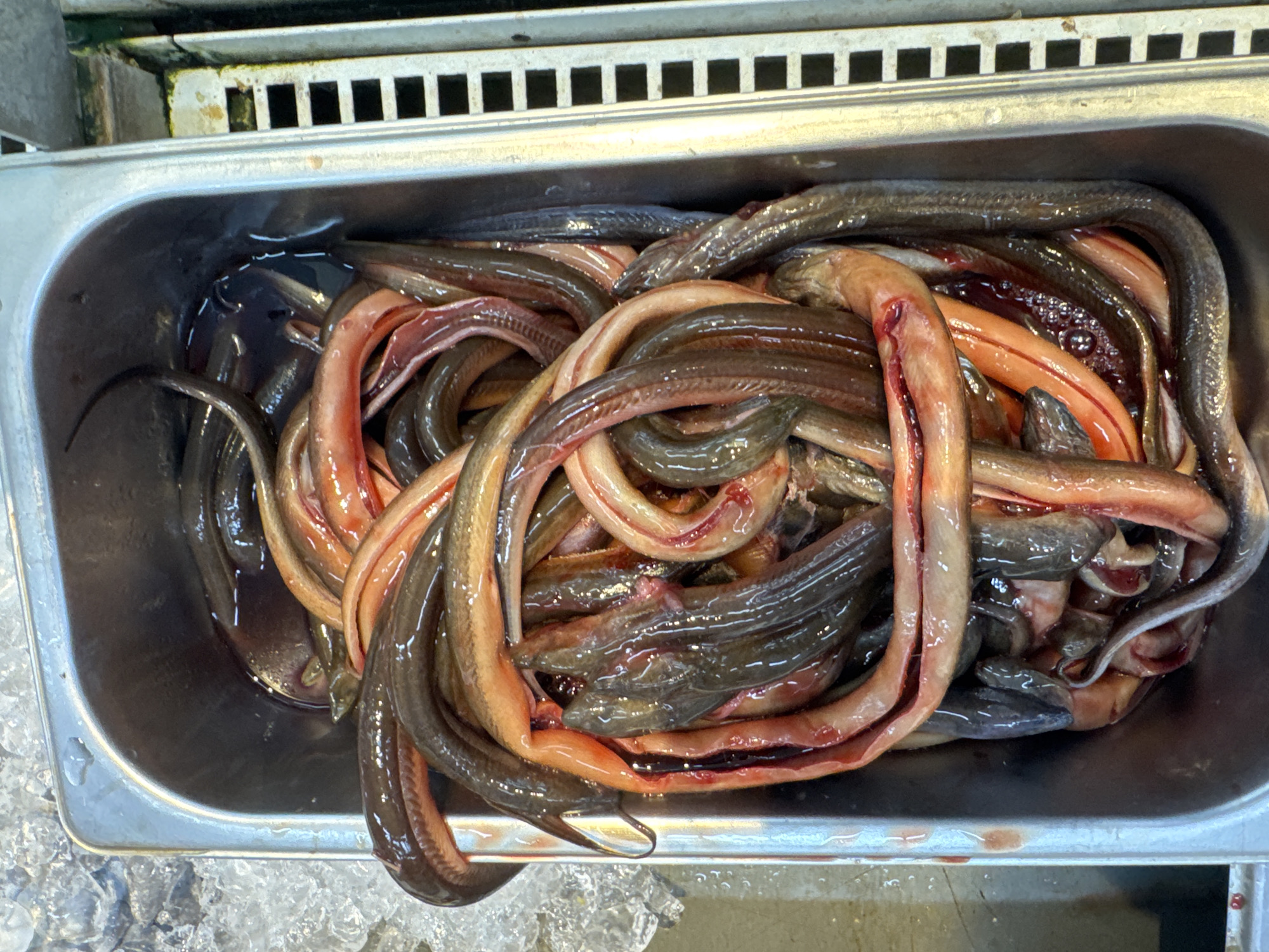 A stainless steel tray contains numerous eels with a dark brown exterior and reddish-pink interior, likely gutted and prepared for consumption. The tray appears to be sitting atop crushed ice. The setting is possibly a market or food stall in Denpasar, Indonesia, based on the likely origin of the photograph.