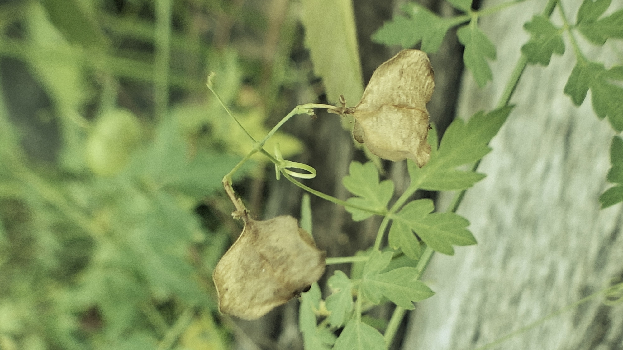 A close-up, eye-level shot focuses on two dried, papery seed pods hanging from thin green stems. The seed pods are a light brown color and have a somewhat inflated, balloon-like shape. One pod is on the left side of the frame, slightly larger and more prominent, while the other is on the right, appearing smaller and partially obscured by a stem. Delicate green leaves with lobed edges are visible growing from the stems, providing a contrast to the dried pods. A light green, coiled tendril is also present, adding a touch of organic detail. The background is a blur of soft green foliage, suggesting an outdoor environment. The scene appears to be located in Lhokseumawe, Indonesia, where such native plant life might be observed in gardens or natural areas.