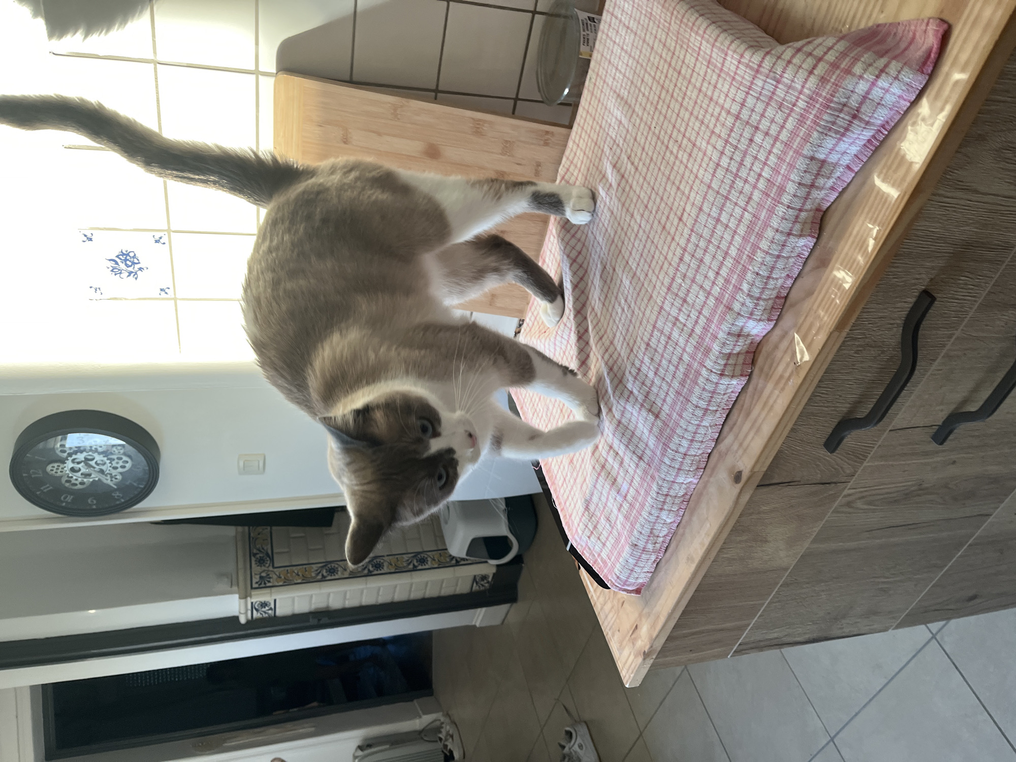 A medium-sized, grey and white cat is perched on a wooden kitchen countertop covered with a red and white checkered cloth. The cat is oriented towards the viewer, with its tail extended upwards. The kitchen is illuminated by bright natural light. The background reveals white cabinetry with decorative tiles, a black clock on the wall, and a partial view of the floor. The location appears to be a residential kitchen. The presence of a French city is not discernible from the image.