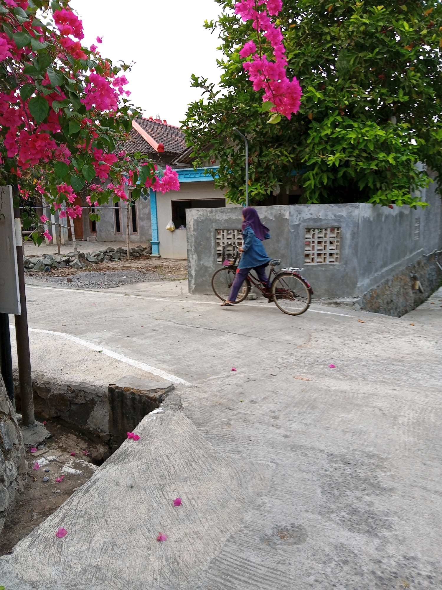 A person wearing a purple hijab and a blue denim top over purple pants rides a bicycle on a concrete road in Plesan, Indonesia. Pink bougainvillea flowers are in bloom on trees in the foreground and background. A concrete wall with a patterned vent separates the road from a building. The area appears to be a residential street.