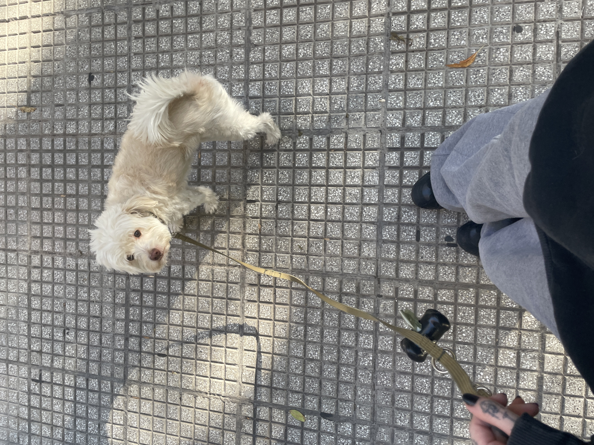 A small, light-colored dog with fluffy fur is on a leash held by a person. The dog is standing on a sidewalk made of square, textured tiles. The person holding the leash is wearing grey sweatpants and black shoes. The person's hand, with black nail polish and a tattoo, is visible. The background consists of the same tiled sidewalk and the lower part of the person's body. The location is likely Buenos Aires, Argentina, based on the type of sidewalk tiles, which are characteristic of the city.