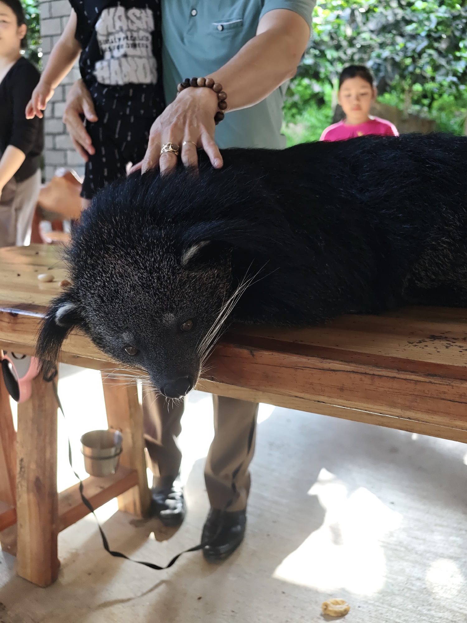 In Định An, Vietnam, a person's hands, adorned with a ring and beaded bracelet, are gently touching the head of a binturong lying on a wooden table. The binturong, a black mammal with striking white whiskers and markings around its eyes and ears, rests its head downwards. Behind the binturong, a young girl in a pink shirt is visible, out of focus, with a blurry background of green foliage. To the left, another person is partially visible. The table is made of light-colored wood and shows some wear. A small metal cup and a black strap are attached to the table's leg structure. The ground beneath is concrete, with sunlight casting shadows.