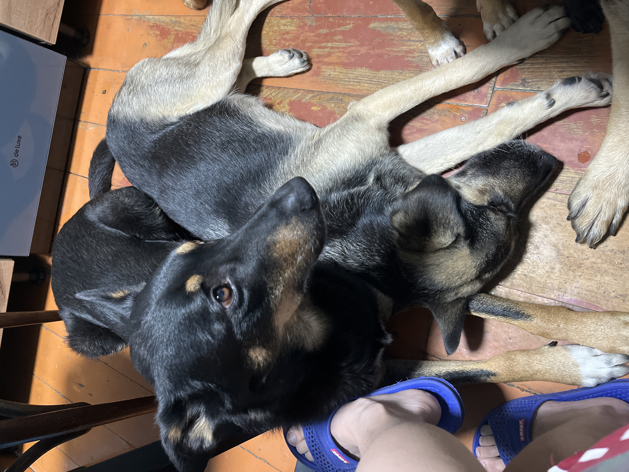 The image shows a top-down view of two dogs lying on a wooden floor. The dog in the foreground is black with tan markings around its eyes and muzzle. It is looking up and to the left, with its head tilted. The second dog, behind the first, is lying on its back and appears to be a lighter color with dark markings on its back and hindquarters. Its legs are splayed out. Several other dog legs are visible in the background. A person's feet, wearing blue flip-flops, are in the lower right corner of the image. A white box with "De Luxe" and a logo printed on it is visible in the upper left corner. The wooden floor appears worn. The lighting suggests it is daytime. The scene is indoors, likely in a home. The dogs appear relaxed, possibly resting or playing.