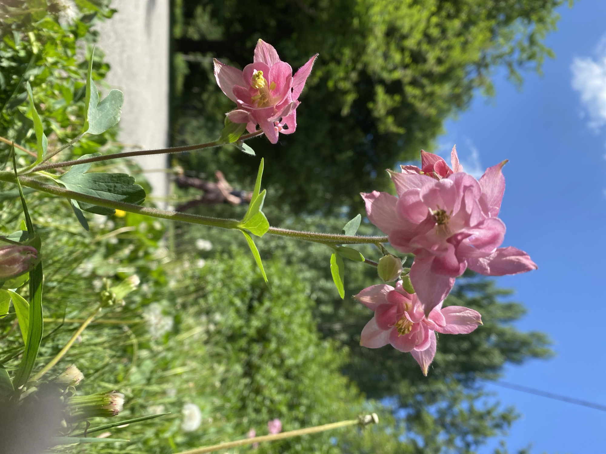 The image features pink columbine flowers in a garden setting. Several blooms and buds are visible on the plant, set against a backdrop of green foliage, grass with dandelions, and a bright blue sky with a few scattered clouds. The photograph is taken from a low angle, looking upwards at the flowers. There is insufficient information in the image to confirm the location of the picture as Yekaterinburg, Russia.