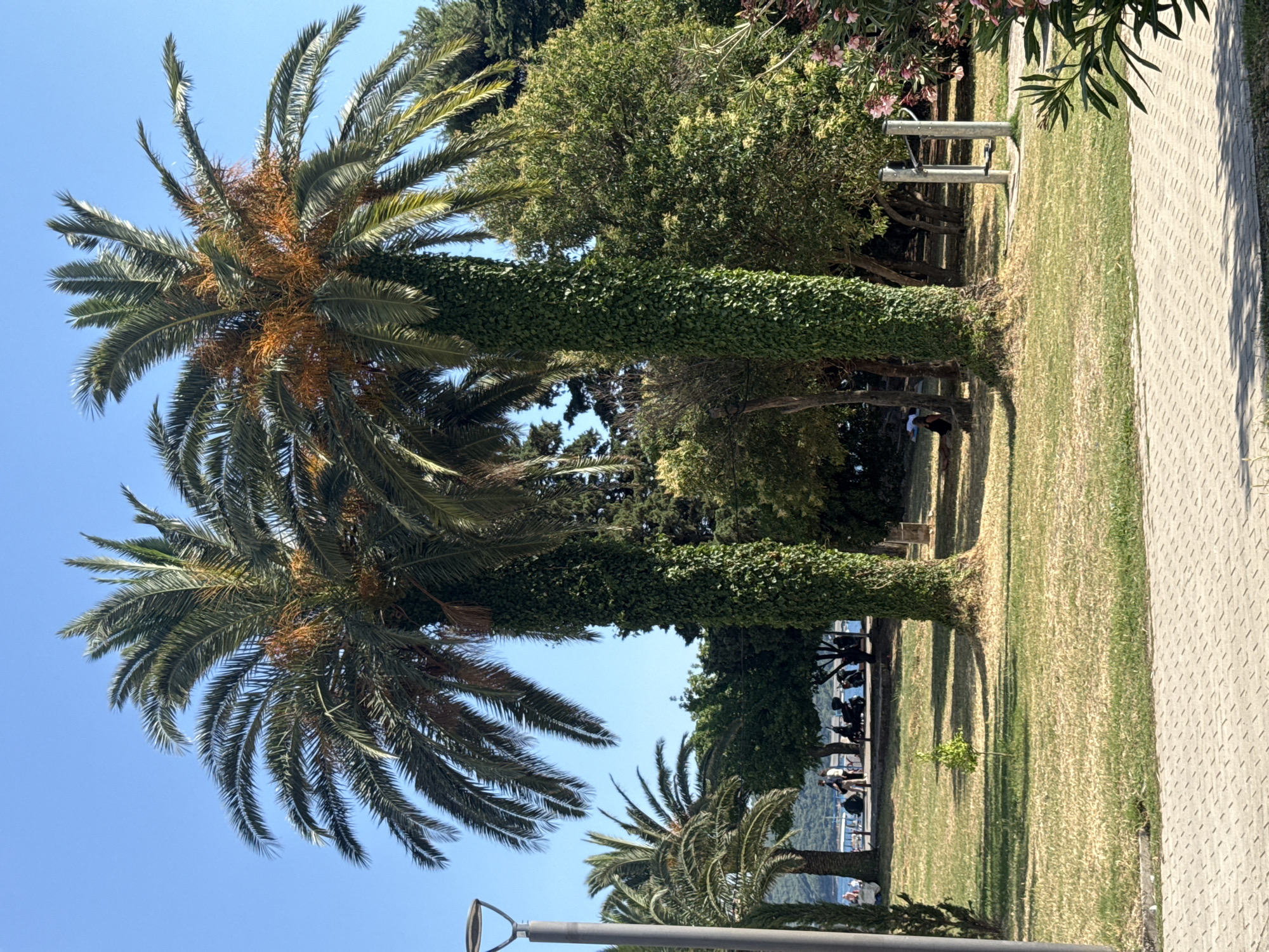 Two tall palm trees with green ivy growing up their trunks dominate the foreground of this outdoor scene, set in a park-like area in Budva, Montenegro. The palm trees are lush with green fronds and some are bearing clusters of orange fruit. In the background, several other palm trees and a variety of other trees create a dense, green backdrop under a clear blue sky.
To the left, a modern-looking lamppost stands near the edge of a paved walkway. The walkway is made of light-colored, diamond-patterned paving stones and runs along the bottom of the frame. Beyond the paved area, a well-maintained lawn with patches of dry grass stretches into the park.
In the mid-ground, several people are visible. Some are sitting on the grass, others are walking or standing near the water's edge. A few motorcycles are parked in the background. The water appears to be a calm sea or bay.
To the right, an outdoor exercise equipment station with two metallic poles and bars is situated near the edge of the lawn. Lush pink flowering bushes and green foliage are prominent in the right foreground, adding a touch of vibrant color to the scene. The overall impression is one of a relaxed, sunny day in a coastal town.