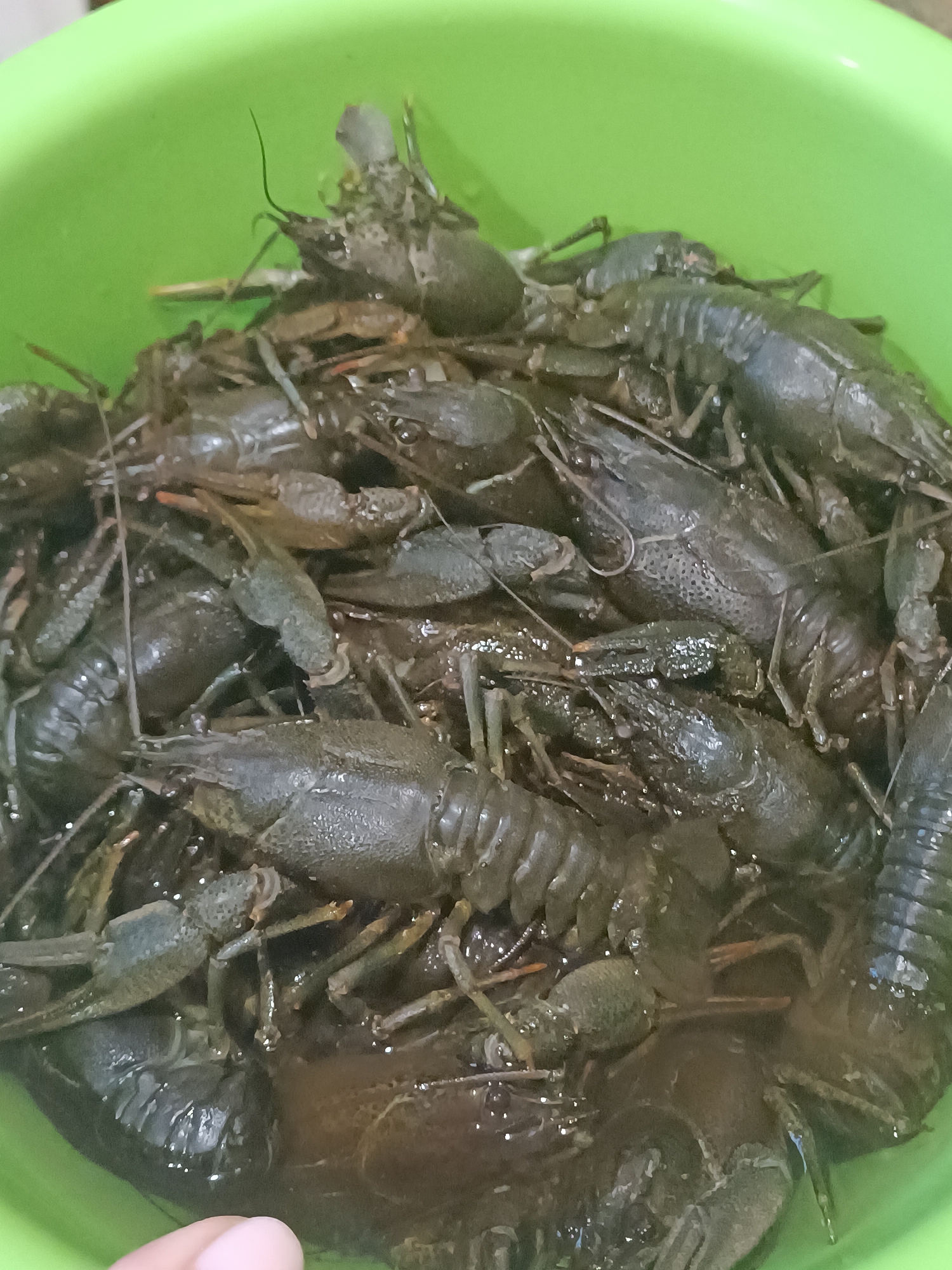 A close-up, overhead shot shows a pile of live crawfish submerged in water within a bright green plastic basin. The crawfish are dark brown and green, with visible antennae and claws. Some of the crawfish are partially obscured by others, creating a dense arrangement. The water is murky, indicating the presence of sediment or debris. The basin's smooth, slightly reflective surface is visible around the edges. The overall impression is one of a freshly caught collection of crawfish, likely prepared for cooking or consumption.