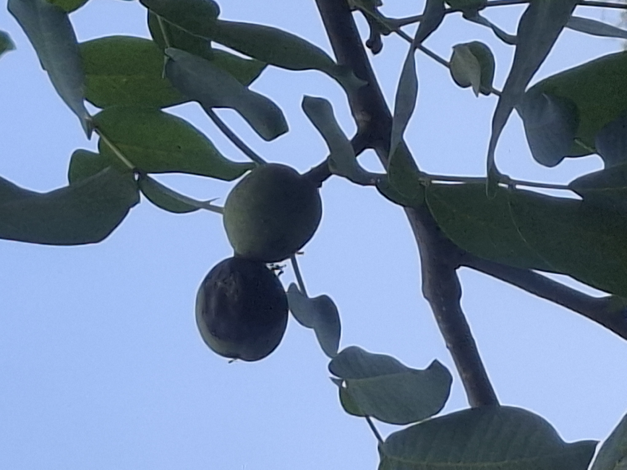 The image shows a close-up of two unripe walnuts hanging from a tree branch against a clear blue sky. The walnuts are dark green and appear to be still encased in their husks. Several green leaves are also visible, some partially obscuring the walnuts and the branch. The lighting suggests it is daytime. The image is focused on the walnuts and surrounding foliage, with the sky serving as a plain background. There are no people or structures visible in the image, and no specific geographical features of Almaty, Kazakhstan can be identified from this close-up view.