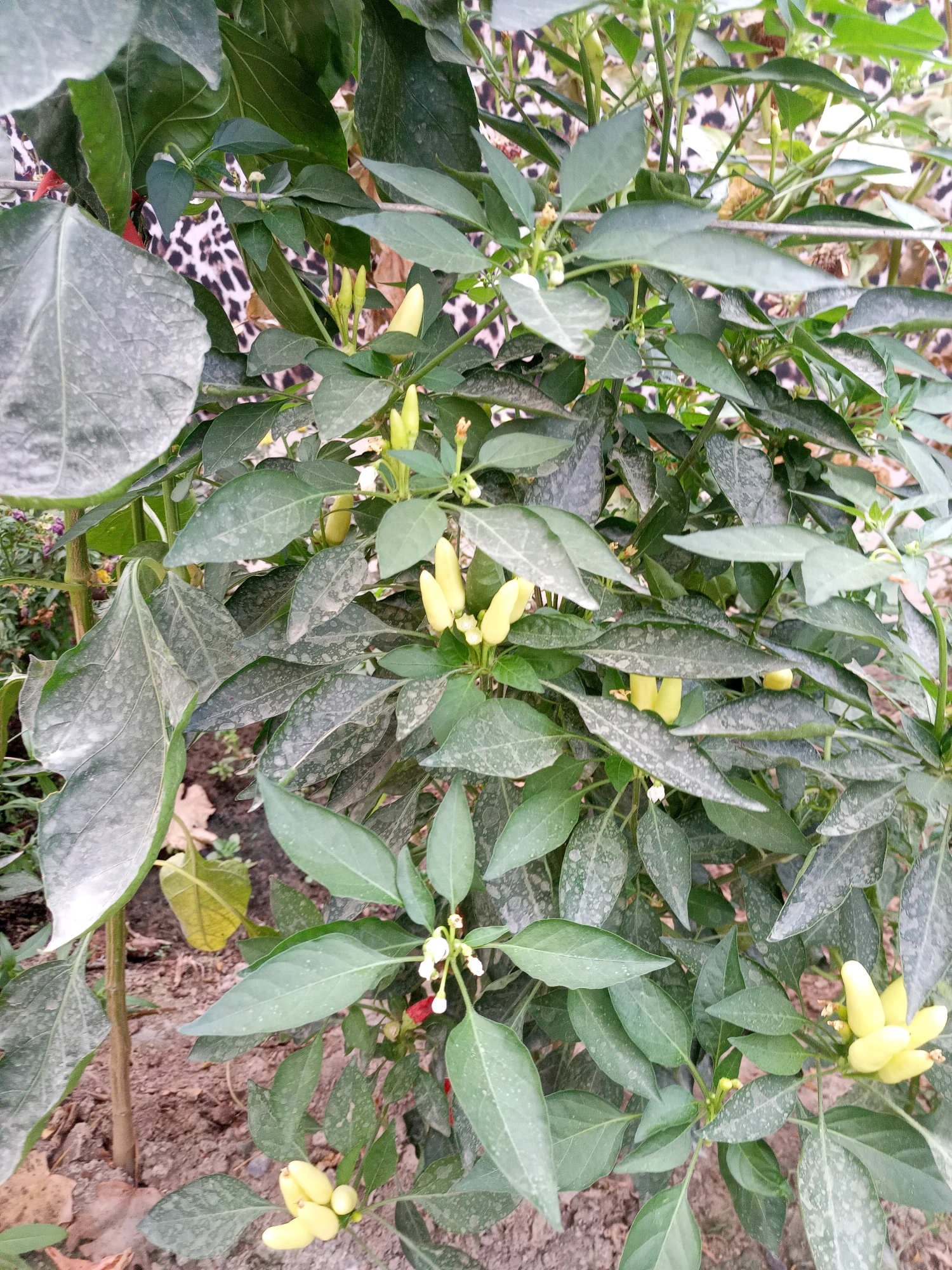 A medium shot captures a chili pepper plant with numerous green leaves, some bearing white powdery mildew. Several small, light yellow chili peppers are visible, along with a few white flowers. The plant is growing in soil, and in the background, a patterned fabric, possibly clothing, is visible, featuring a leopard-like print. The overall scene suggests an outdoor environment, likely a garden or a yard. The precise location within Kushan, Uzbekistan, is not discernible from the visual information provided.
