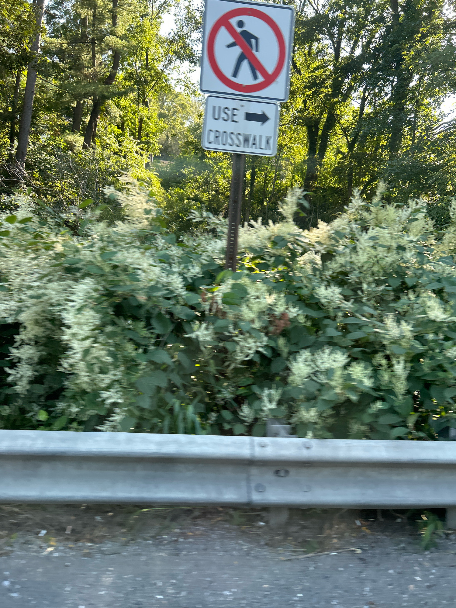 In Mt. Lebanon, Pennsylvania, a traffic sign is visible, bearing a red circle with a diagonal line across a pedestrian silhouette, indicating "no pedestrians." Below this, a second sign directs pedestrians to "USE CROSSWALK" with an arrow pointing to the right. The signs are mounted on a metal post amidst dense foliage and trees. A silver metal guardrail runs horizontally in the foreground, separating the road from the vegetated area where the signs are located. The scene appears to be outdoors during daylight, with sunlight filtering through the trees, creating dappled light on the greenery.