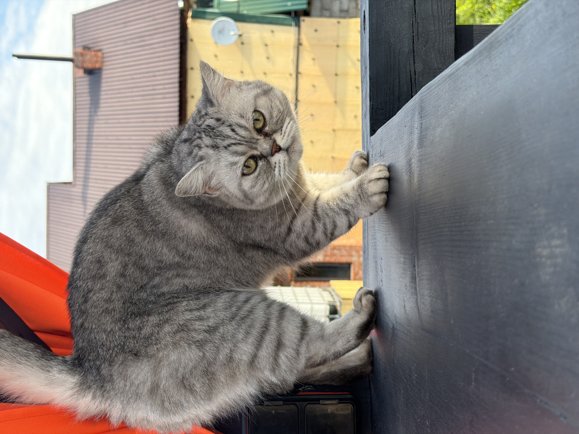 An adult, grey tabby cat with bright yellow eyes stands on a black wooden railing. The cat is positioned in the center of the frame, facing the viewer with its body angled slightly to the left. Its tail is held high and curved to the left. The cat's fur is short and dense, with distinct tabby markings.
In the background, an orange curtain is visible to the left of the cat. Beyond the curtain and the railing, there is a wooden building with a reddish-brown corrugated metal roof. A brick chimney with a metal pipe extends from the roof. The building's walls are constructed from yellow-tinted plywood, and green fencing is visible on the right side of the frame. A small white satellite dish is mounted on the building's wall. The sky is partly cloudy.
The scene appears to be outdoors, possibly in a rural or suburban setting. Based on the style of the architecture and the presence of a satellite dish, the location could be the city of Chaikovsky, Russia. The lighting suggests it is daytime, with sunlight casting shadows.