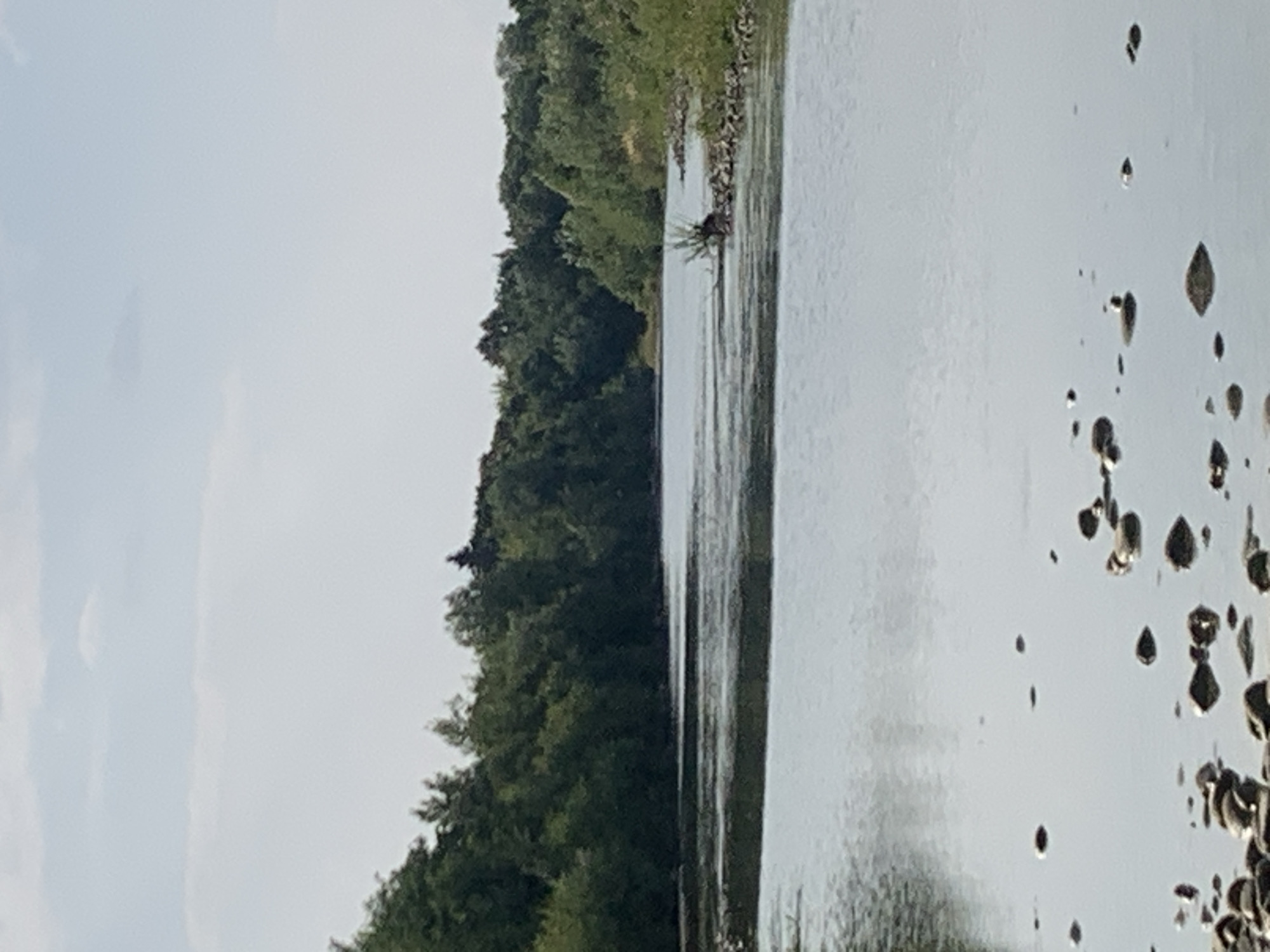 The image shows a wide, calm river with a reflection of the sky and trees on its surface. The riverbanks are lined with dense green trees, creating a natural, verdant landscape. Scattered rocks are visible in the foreground, some submerged in the water and others on the bank. The sky is overcast with light clouds, suggesting a bright but not sunny day. There are no people or animals visible in the image. The scene appears to be a natural outdoor setting, possibly a park or a nature reserve, with the river being a central element of the landscape. The specific location in Kolomyia, Ukraine is not determinable from the visual information provided.