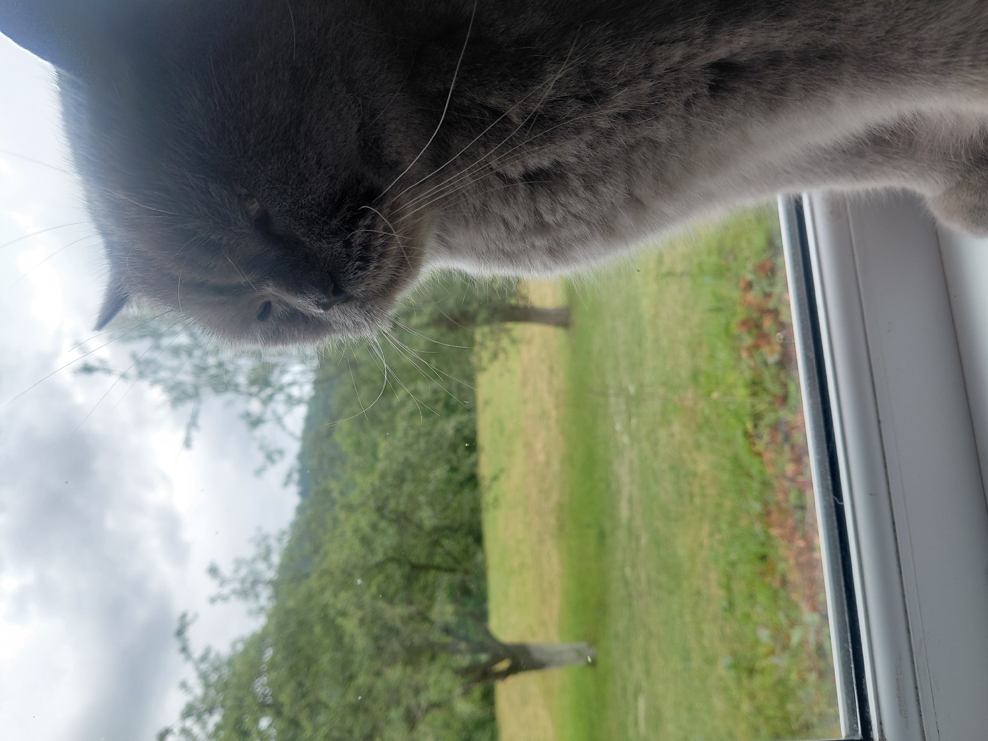 A close-up, medium shot shows a grey cat sitting on a windowsill, looking out at a blurry, outdoor scene. The cat's face is partially obscured by its fur, but its closed eye and long whiskers are visible. The background consists of a green field with trees and a cloudy sky. The image appears to be taken in Chernyk, Ukraine.