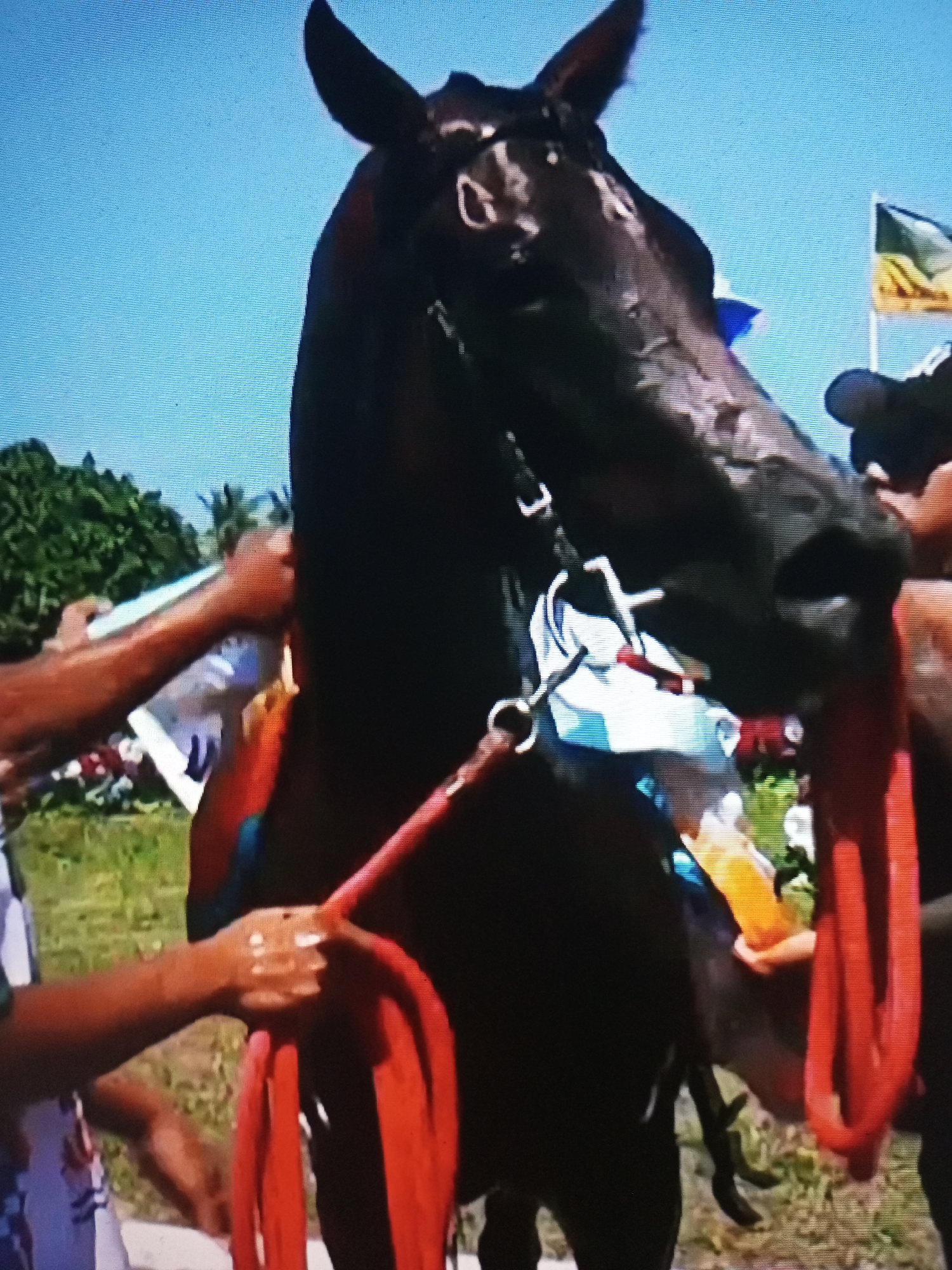 This image captures a close-up of a dark-colored horse, possibly a racehorse, being prepared outdoors. The horse's head and neck are prominent, with a bridle and reins visible. Several people are interacting with the horse, holding red ropes, and one person appears to be offering the horse something from a bottle, possibly water or a beverage. In the background, there is lush green foliage, palm trees, and a blue sky, suggesting a warm, tropical environment. A flag with yellow and green elements is also visible in the distance. While the precise location within Banyudono, Indonesia is not explicitly indicated by visual cues, the setting suggests an event or preparation related to equestrian activities, potentially a race or a parade. The overall scene depicts a moment of interaction and preparation surrounding the horse in an outdoor, sunny environment.