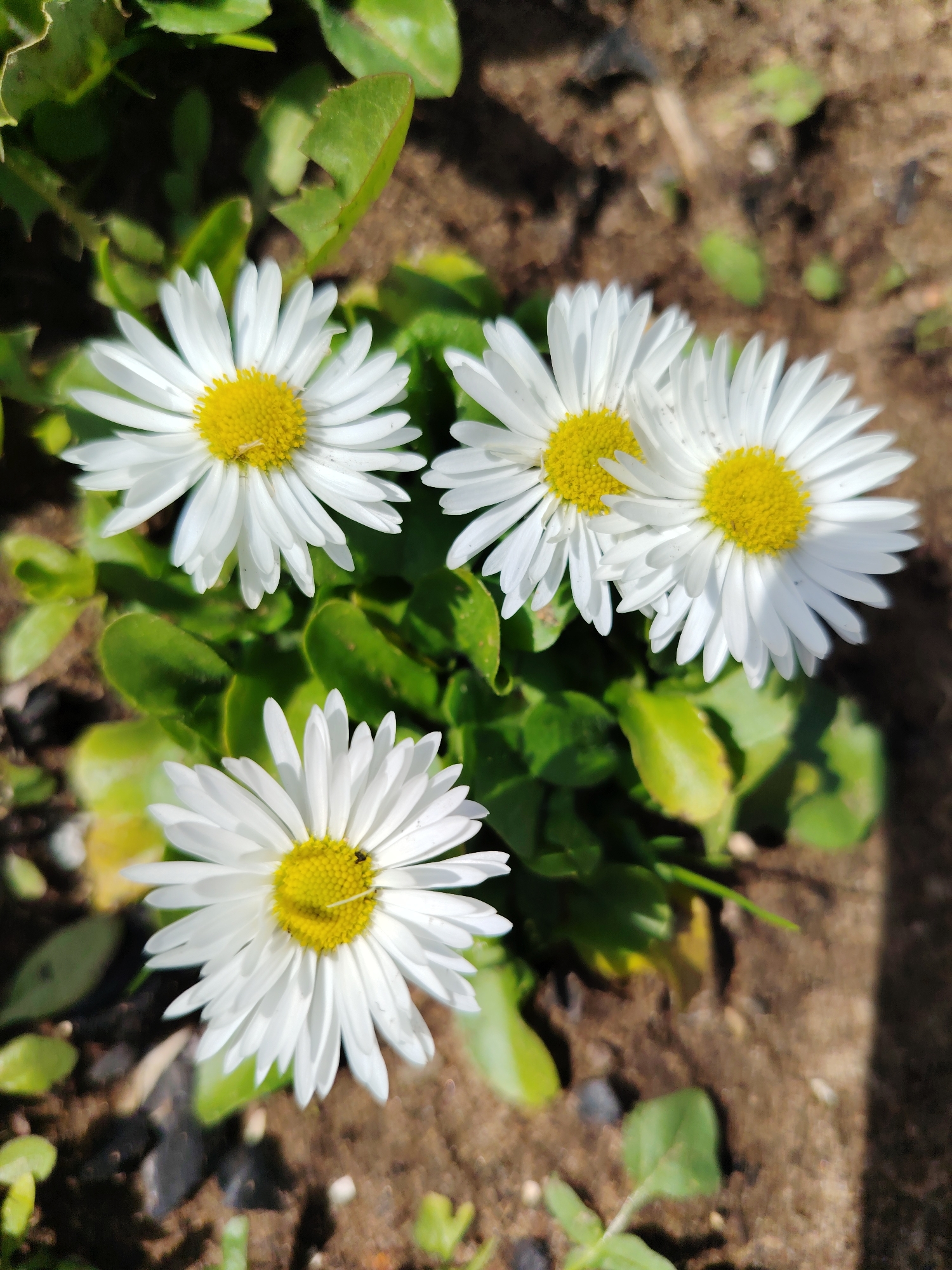 The image shows a close-up view of four daisy flowers in a garden. The daisies have white petals and yellow centers. The flowers are surrounded by green leaves and brown soil. The location is purportedly Chaikovsky, Russia, but this cannot be verified visually.
