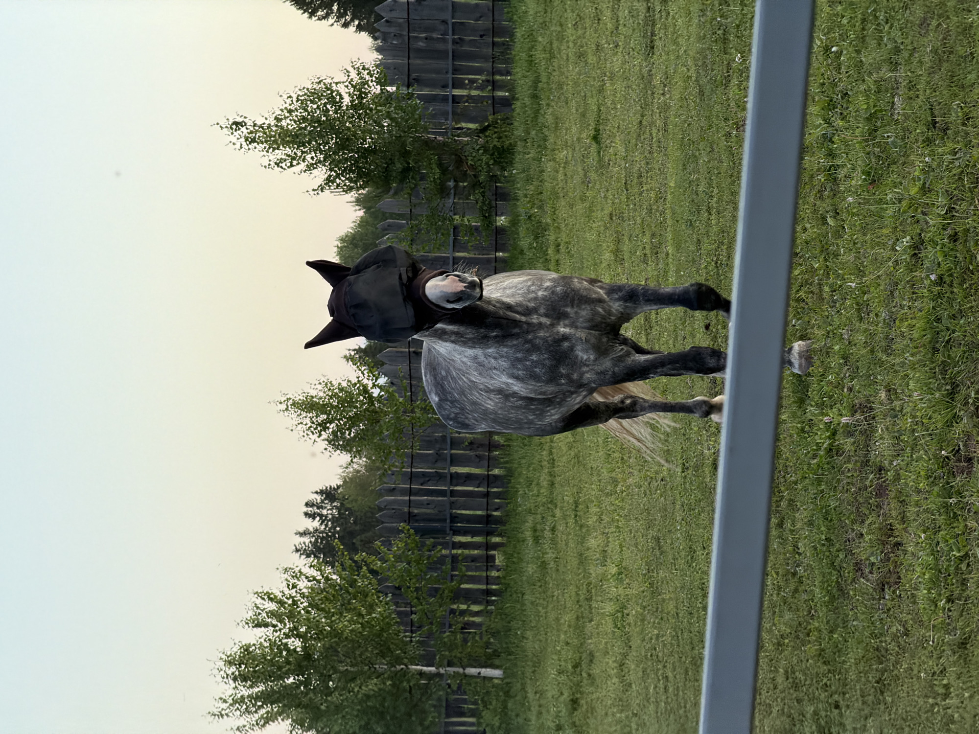 A dappled grey horse is the central subject of this image, standing in what appears to be a grassy outdoor enclosure in Kechur, Russia. The horse is wearing a dark fly mask that covers its eyes and ears, with its nose and mouth visible. Its head is slightly turned, and it appears to be looking towards the camera.
The scene is set in a pasture or paddock characterized by lush green grass. In the background, a rustic wooden fence provides a boundary, behind which several trees, including both leafy deciduous trees and darker conifers, are visible. A tall, light grey metal bar, likely part of another fence or structure, runs vertically along the right edge of the frame in the foreground, partially obscuring the horse's lower body and the surrounding grass.
The sky in the upper left corner of the image is pale and diffused, with soft grey and yellowish hues, suggesting either an overcast day or the gentle lighting of late afternoon or early evening. There are no strong shadows, indicating soft, indirect light. The horse appears calm. No visible text is present in the image.