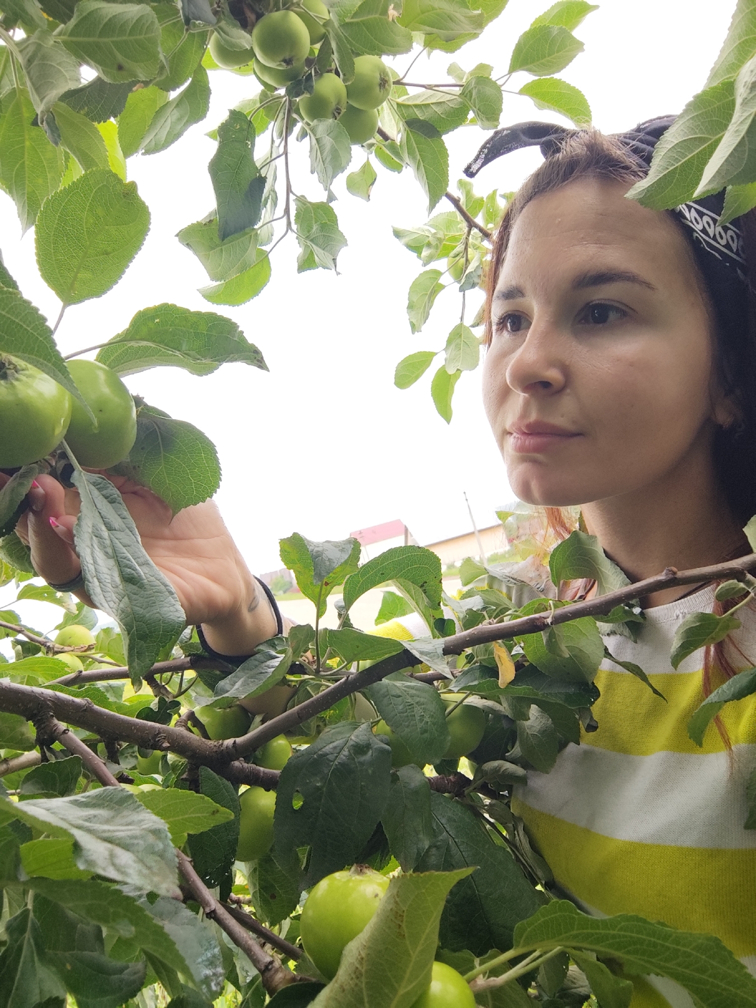 A young woman with a bandana on her head is shown picking green apples from a tree. She is partially obscured by the leaves and branches of the apple tree. She is wearing a striped yellow and white shirt. The background is a bright, overcast sky. The image appears to be taken in daylight. The scene is outdoors, likely in an orchard or a backyard with an apple tree.