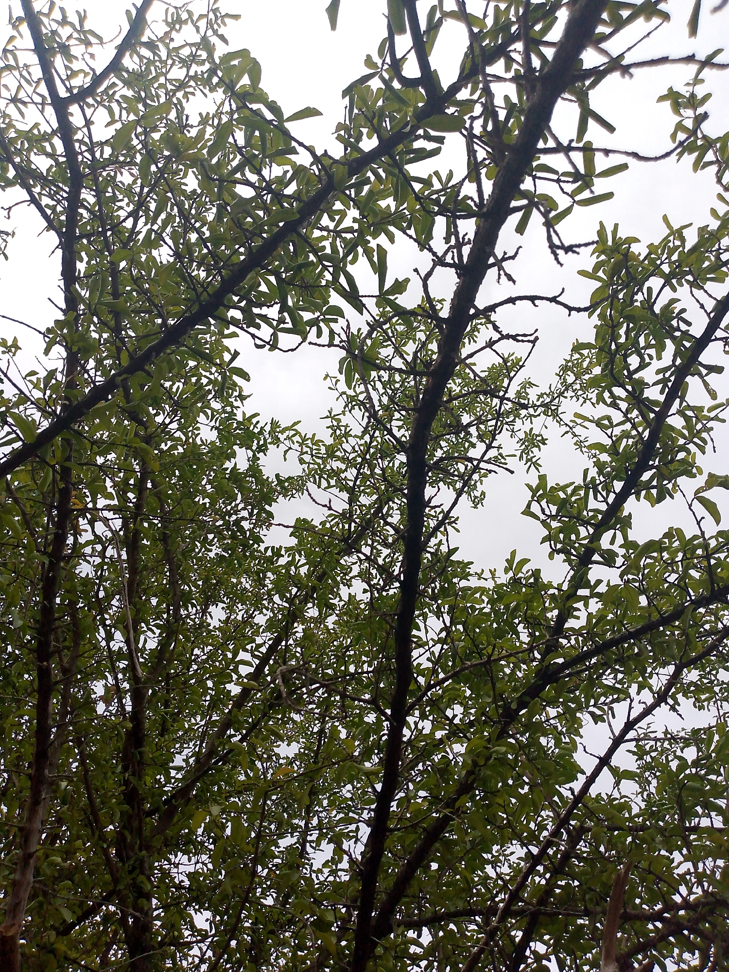 The image shows a view upwards through the branches and leaves of a tree against a cloudy, overcast sky. The leaves are green and small, clustered on the branches. The branches are brown and appear slightly twisted. The overall impression is of dense foliage obscuring much of the sky. No people or specific objects indicating location are visible. It is not possible to verify the location as Juan Griego, Venezuela from the image alone.
