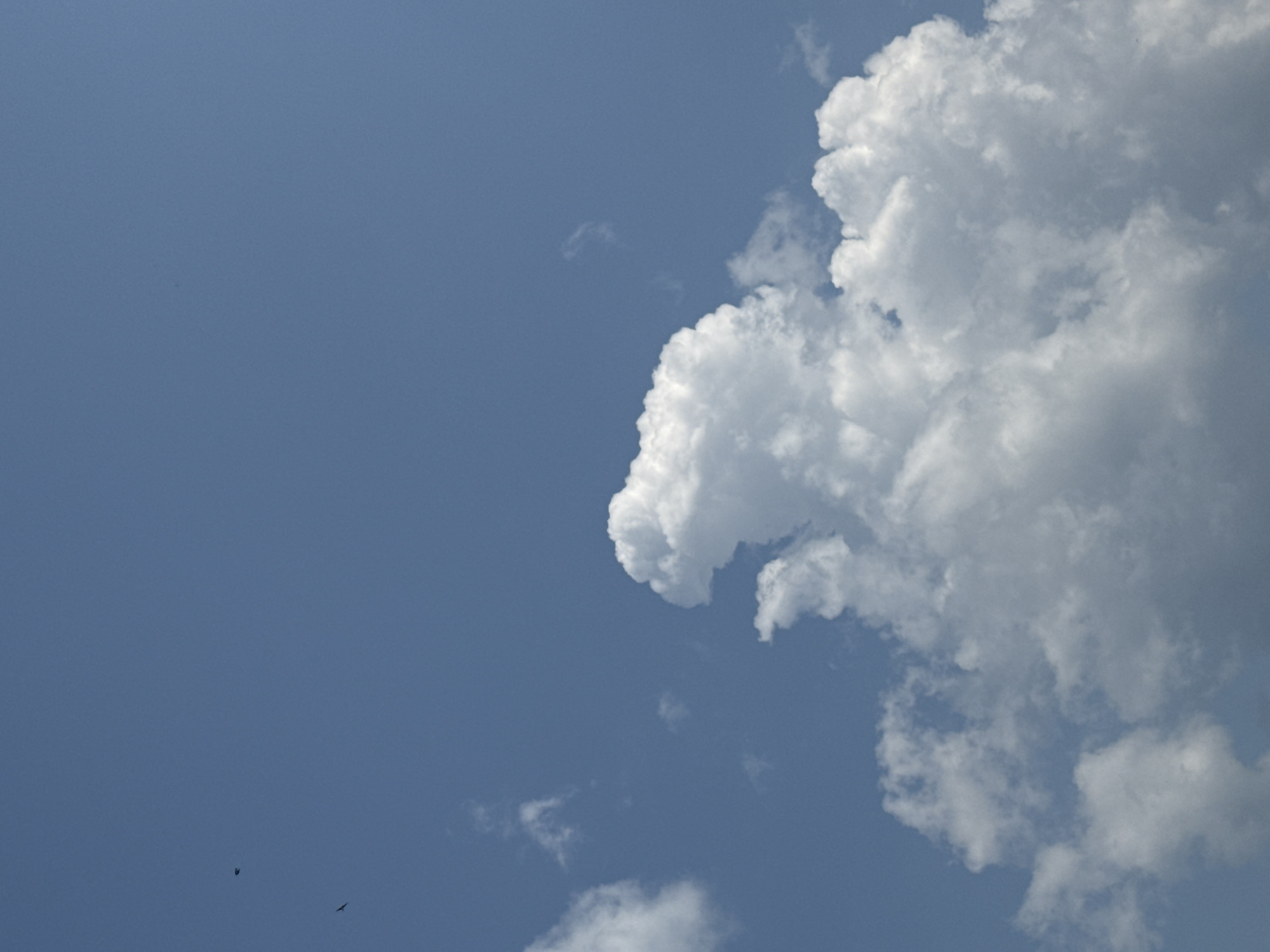 A photograph captures a wide view of a clear blue sky with scattered white clouds. Two small, dark birds are visible in the upper left quadrant of the image, appearing as tiny specks against the vast expanse of the sky. The main focus is a large, fluffy cumulus cloud formation in the lower half of the frame, exhibiting significant depth and texture. The lighting suggests it is daytime, with the sun illuminating the clouds from above. There are no visible man-made structures or people in the image. The scene appears to be an open outdoor environment, potentially a rural or park setting, characteristic of the natural landscape surrounding Chernoistochinsk, Russia.