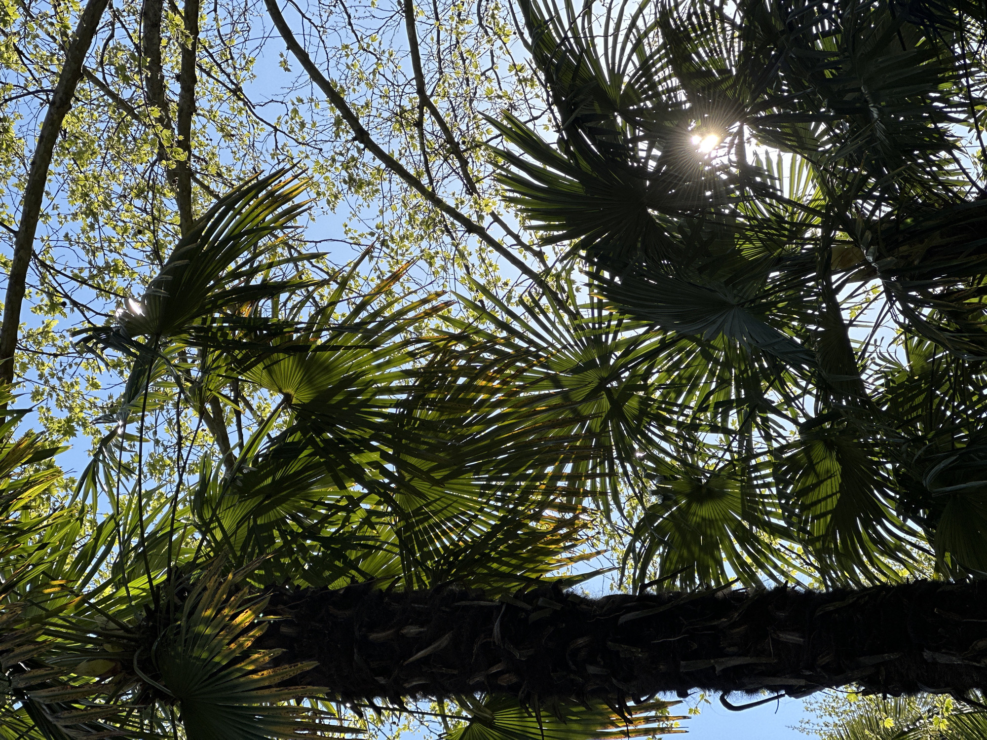 The image offers a vibrant, upward-looking perspective through a dense canopy of trees against a clear blue sky, set in Sochi, Russia. The scene is dominated by the large, fan-shaped fronds of palm trees, which create intricate patterns as light filters through them. Many of these palm leaves are silhouetted in dark green, contrasting with areas where the sun directly illuminates them, revealing brighter green hues. A thick, dark, fibrous palm trunk stretches across the lower middle portion of the frame.
Interspersed with the palm foliage, particularly in the upper left quadrant and background, are the branches of deciduous trees, adorned with numerous small, light green leaves. This fresh, vibrant growth suggests the scene takes place during spring. The sun is a prominent feature, visible as a bright, star-like burst of light in the upper right, casting strong rays through the leaves and creating a dramatic lens flare effect. This powerful illumination indicates a clear, sunny day, likely morning or late afternoon given the sun's angle and the long shadows. The combination of palms and deciduous trees in new leaf is characteristic of a subtropical climate. No human subjects or text are visible in the tranquil natural setting.