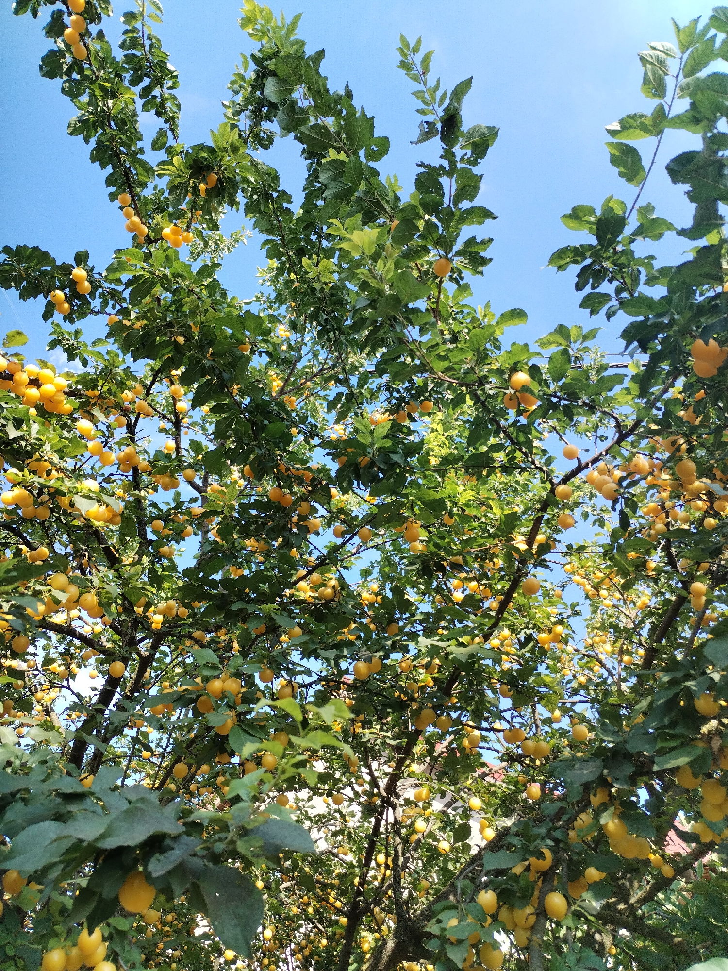 The image shows a close-up view of a tree laden with ripe yellow plums, set against a clear blue sky. The plums are small and round, growing in clusters among green leaves on the branches of the tree. The branches are thick and dark, forming a dense canopy that partially obscures the sky. The overall impression is one of abundance and natural beauty, suggesting a fruitful harvest season. The location is Moara Domnească, Romania.