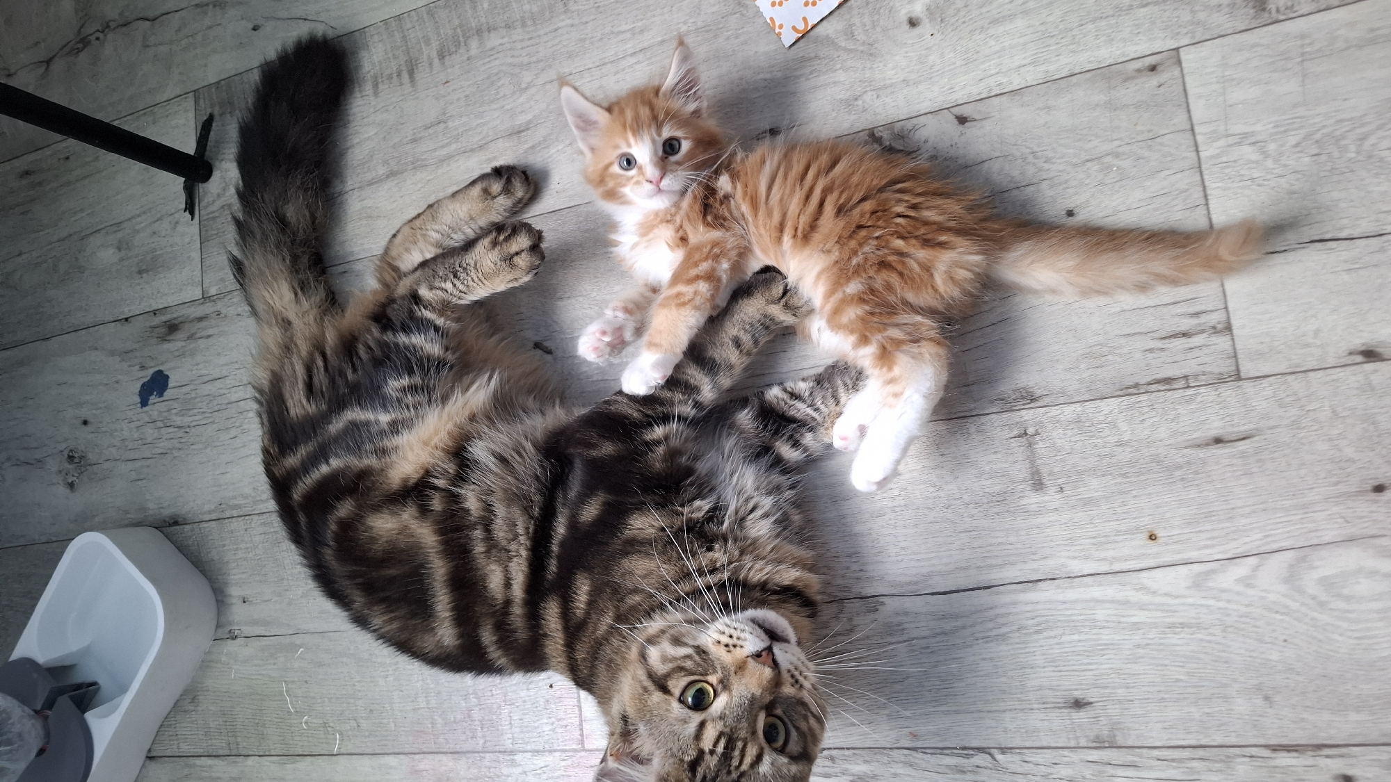A high-angle indoor photograph captures two domestic cats lying on a light wood-grain laminate floor in a residence located in Марковский, Russia. The larger cat, a brown tabby with dark stripes, lies on its left side in the upper left quadrant, with its head turned towards the viewer. It has prominent green eyes and long white whiskers. Its body extends towards the upper right. Adjacent to and slightly below the larger cat, a smaller ginger and white tabby kitten lies on its back, with all four paws extended upwards and its head turned towards the viewer, displaying blue eyes. In the upper left background, a white pet water dispenser with a grey top contains water. In the upper right background, a black cylindrical object, possibly a furniture leg or tripod, stands on the floor. A small, irregular dark blue stain is visible on the floor between the water dispenser and the black object. A small, white piece of paper with orange markings is partially visible in the lower right corner, near the kitten's tail. The floor exhibits several minor scuff marks and irregularities.