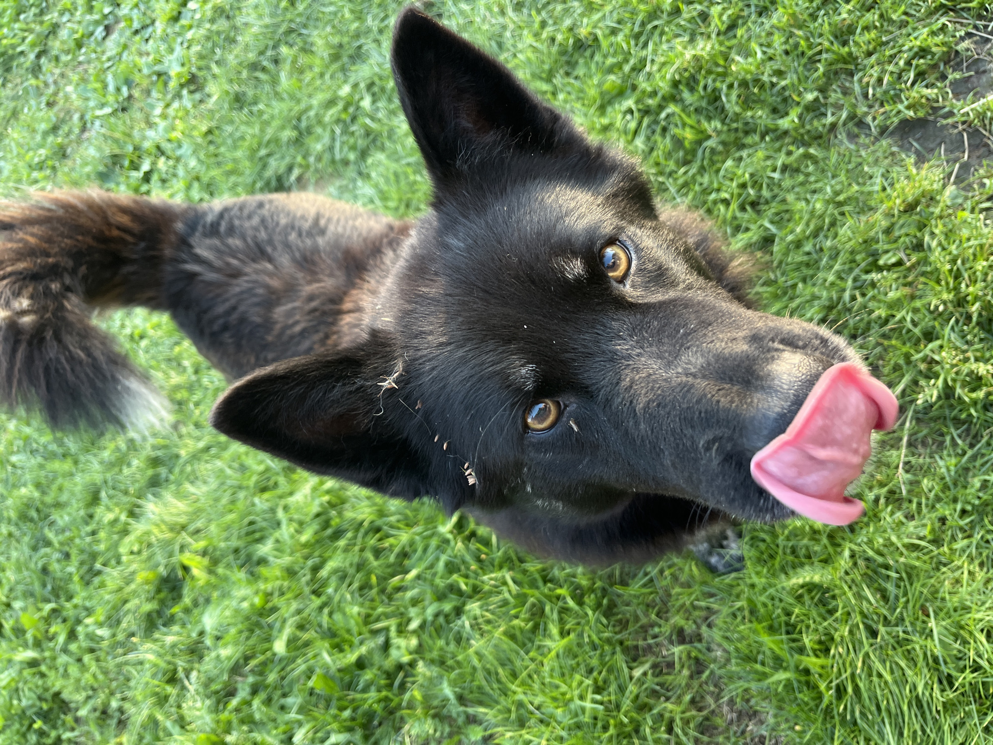 A close-up, high-angle shot captures a black dog with a tan tail sitting on a grassy area. The dog's head is tilted upwards, and its tongue is sticking out, appearing to lick its nose. Its eyes are a warm brown, and its ears are alert and pointed. Small bits of what appear to be dried grass or debris are stuck to the fur around its face and ears. The background consists of vibrant green grass, suggesting an outdoor setting. There is no indication of the specific location within Nizhny Tagil, Russia, or any people present in the image.