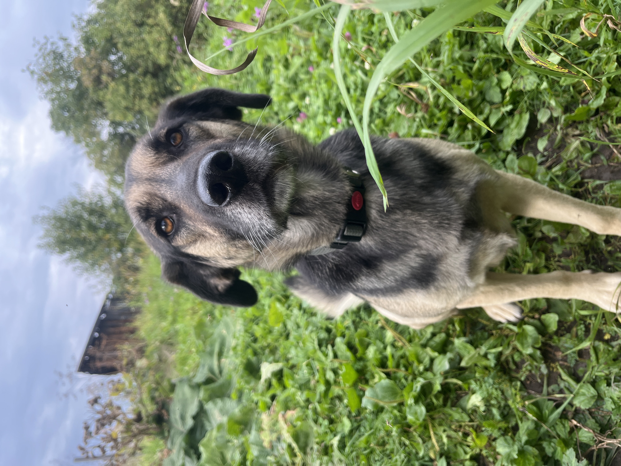 An eye-level medium shot captures a dog sitting in a grassy area. The dog, with brown and grey fur, is looking directly at the camera, its eyes are brown. The dog is wearing a black collar with a red tag. In the background, a weathered wooden structure is visible, surrounded by trees and green foliage. The sky is overcast. The scene appears to be located in a rural or suburban outdoor setting, possibly in Nizhny Tagil, Russia, given the context provided, though specific landmarks identifying the city are not present in the image itself.