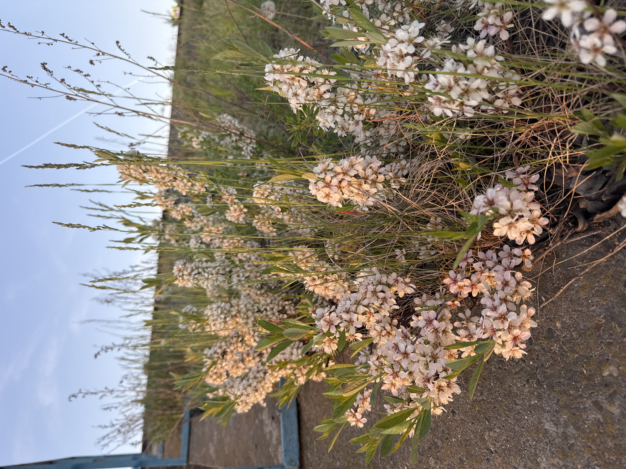 The image shows a close-up of a flowering bush with small, white blossoms, likely taken outdoors. The bush is growing next to a concrete surface, possibly a sidewalk or low wall. Some blades of grass and dry twigs are interspersed among the flowers and foliage. The background is blurred, showing a sky with a contrail and some distant greenery. The image may be taken near the city of Chaikovsky, Russia.