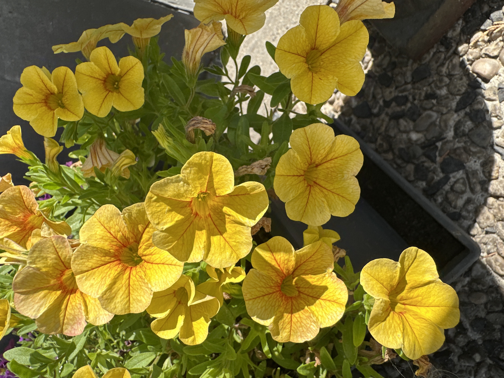 The image shows a close-up view of a cluster of bright yellow petunia flowers with reddish-orange veins in their petals. The flowers are in full bloom, with some showing subtle variations in color and petal shape. They are set against a backdrop of green foliage and a dark pot. The ground beneath the pot appears to be paved with small, greyish stones. The scene is illuminated by natural light, casting shadows on the flowers and the ground. The image was taken outdoors, likely in a garden or patio setting. The exact location in Krefeld, Germany is not specified, but it appears to be a residential or public garden area.