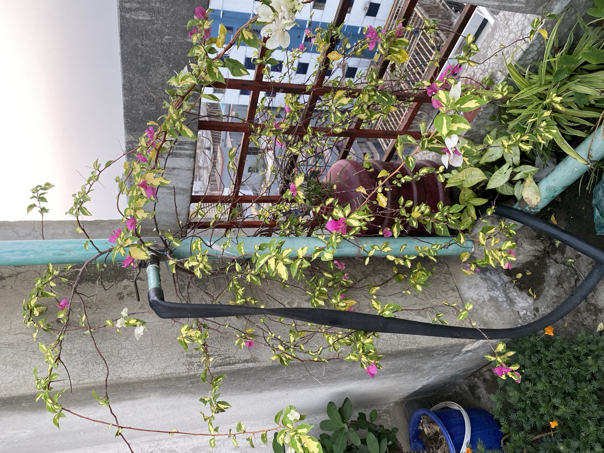 The image provides an overhead view of a vibrant, variegated bougainvillea plant flourishing on what appears to be a rooftop or balcony garden in Dhaka, Bangladesh. The bougainvillea features striking light green leaves with creamy yellow patches and is adorned with numerous pink and white bracts (often mistaken for flowers). Its thorny branches are trained over a dark brown wooden trellis, creating a lush canopy.
Beneath and around the main bougainvillea, other plants contribute to the verdant scene. A spider plant with variegated green and yellow-striped leaves is visible to the right. Further down, a dense bush of marigolds with small orange blossoms adds a pop of color near the bottom right. A large, dark red or brown pot is partially obscured by the foliage near the trellis, and a bright blue plastic bucket with a white handle is seen near the marigolds.
The setting is characterized by a concrete floor and low wall, suggesting an outdoor urban space. A light blue PVC pipe runs horizontally across the concrete, while a thick black corrugated hose winds through the foreground. Through the trellis, glimpses of urban buildings under a bright, clear sky indicate daytime. The soft lighting suggests it might be early morning or late afternoon. There is no human activity depicted, nor is any text visible. The scene portrays a small, cultivated garden amidst an urban backdrop.