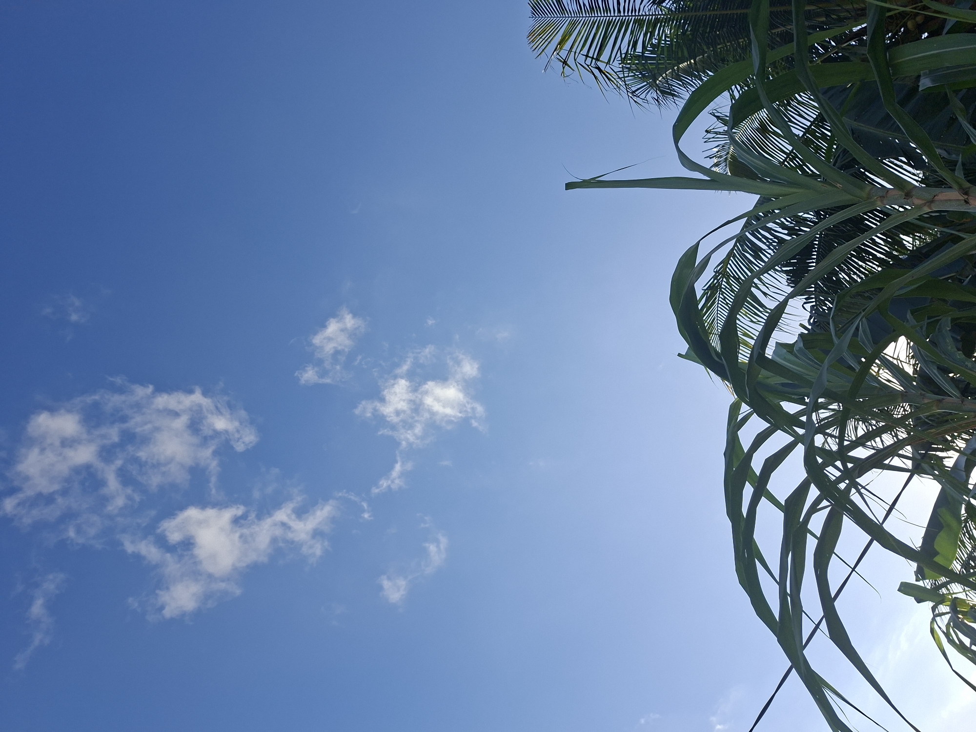The image depicts a bright blue sky with scattered white clouds. In the foreground, lush green tropical foliage, likely sugarcane and palm fronds, reaches upwards towards the sky. The sunlight is filtering through the leaves, creating a dappled effect. The bottom portion of the image is dominated by the vibrant green of the plants, while the upper portion is a vast expanse of sky. The scene appears to be outdoors in a tropical or subtropical location. The sky is clear with a few wispy clouds. The plants are lush and green. The sunlight is bright, suggesting it is daytime.
