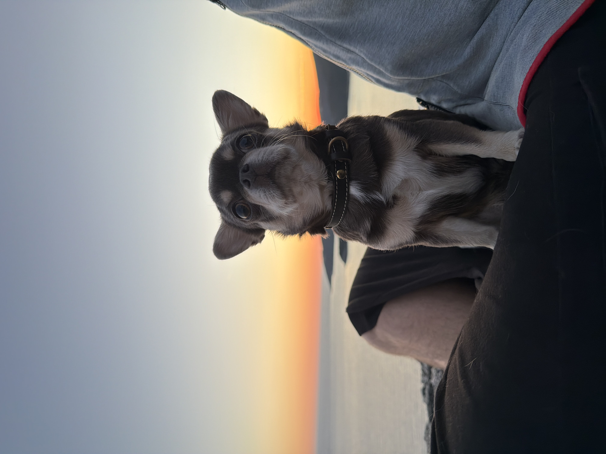 A chihuahua dog is being held in someone's lap with an orange sunset as a background. The location is Budva, Montenegro, as deduced from the background. The dog is brown and white with large eyes, wearing a black collar with brass hardware. The person holding the dog is wearing black pants and a grey hoodie. The sunset has a clear gradient from white to orange and illuminates the sea in the background.