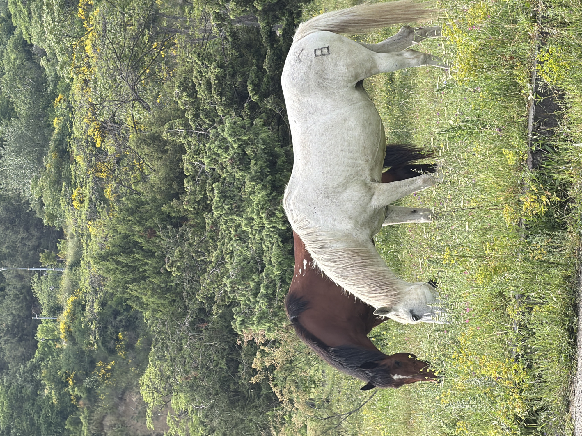 Two horses, one white with a brand, and one brown, are grazing in a grassy field in Mtskheta, Georgia. The background includes trees and other vegetation.