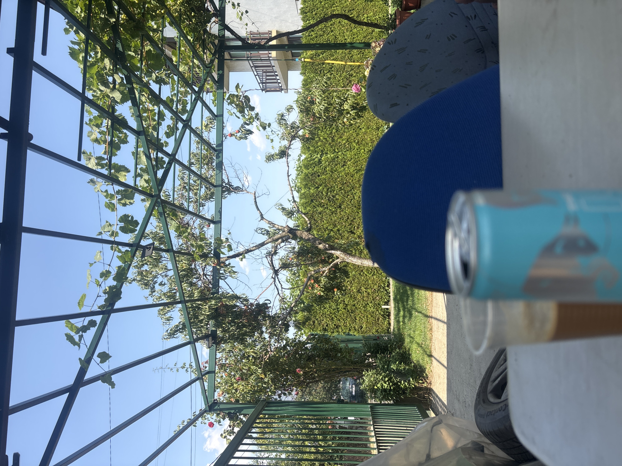 A partially blurred foreground shows a light-colored surface, a clear plastic cup with a brown liquid, a blue and silver can, and the dark blue back of a chair. Beyond the foreground, a green metal pergola covers a yard. The yard contains a lawn, a tall green hedge, trees with red and orange fruits, and a white building with a balcony. To the left, a green metal fence is visible. The sky is clear and blue. The image is taken from a seated perspective, looking out into the yard.