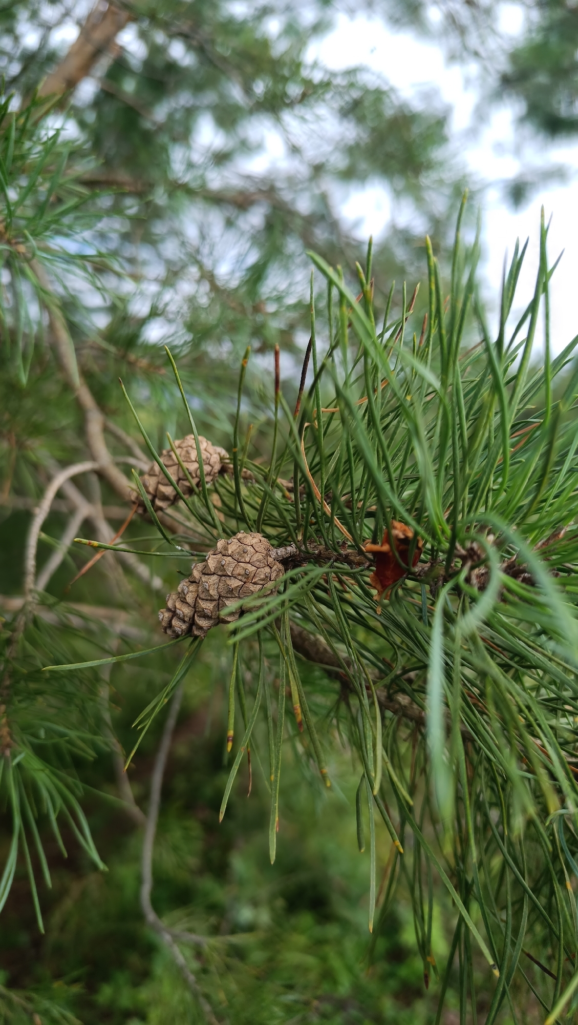 Two small, brown pine cones are visible on a pine tree branch in an outdoor environment, possibly in Karsha, Russia. The cones are mature and have their scales spread open. They are surrounded by the green needles of the pine tree, which are in focus. The background is blurred, showing more pine branches and foliage, and a hint of overcast sky. The scene is a close-up, naturalistic shot of a pine tree with developing cones.