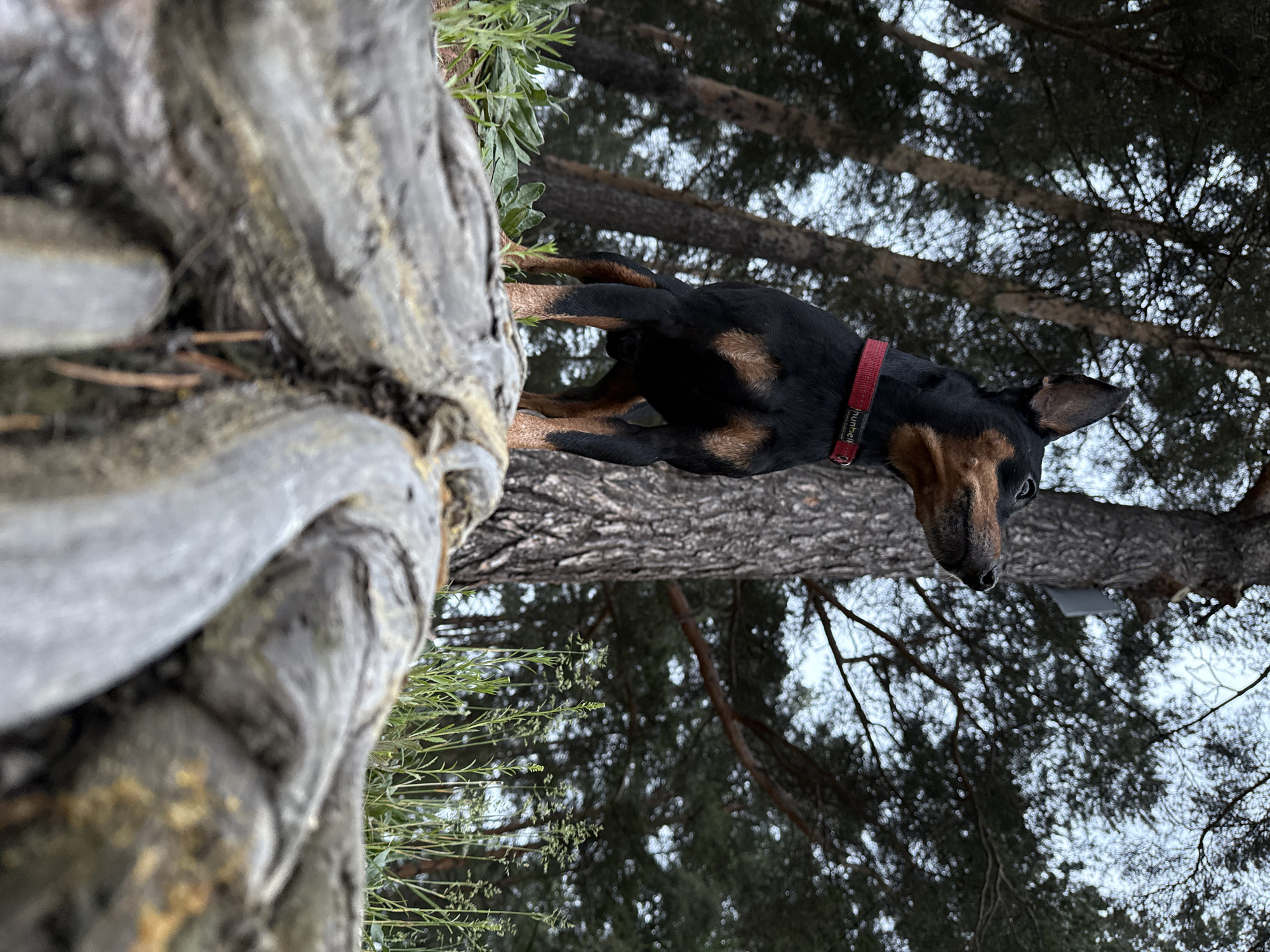 The image depicts a black and brown dog with a red collar standing on a tree trunk. The dog is facing towards the right, with its head slightly tilted downwards. The surrounding environment appears to be a forest setting, with tall trees visible in the background. The photo may have been taken outdoors, in the city of Chaikovsky, Russia.