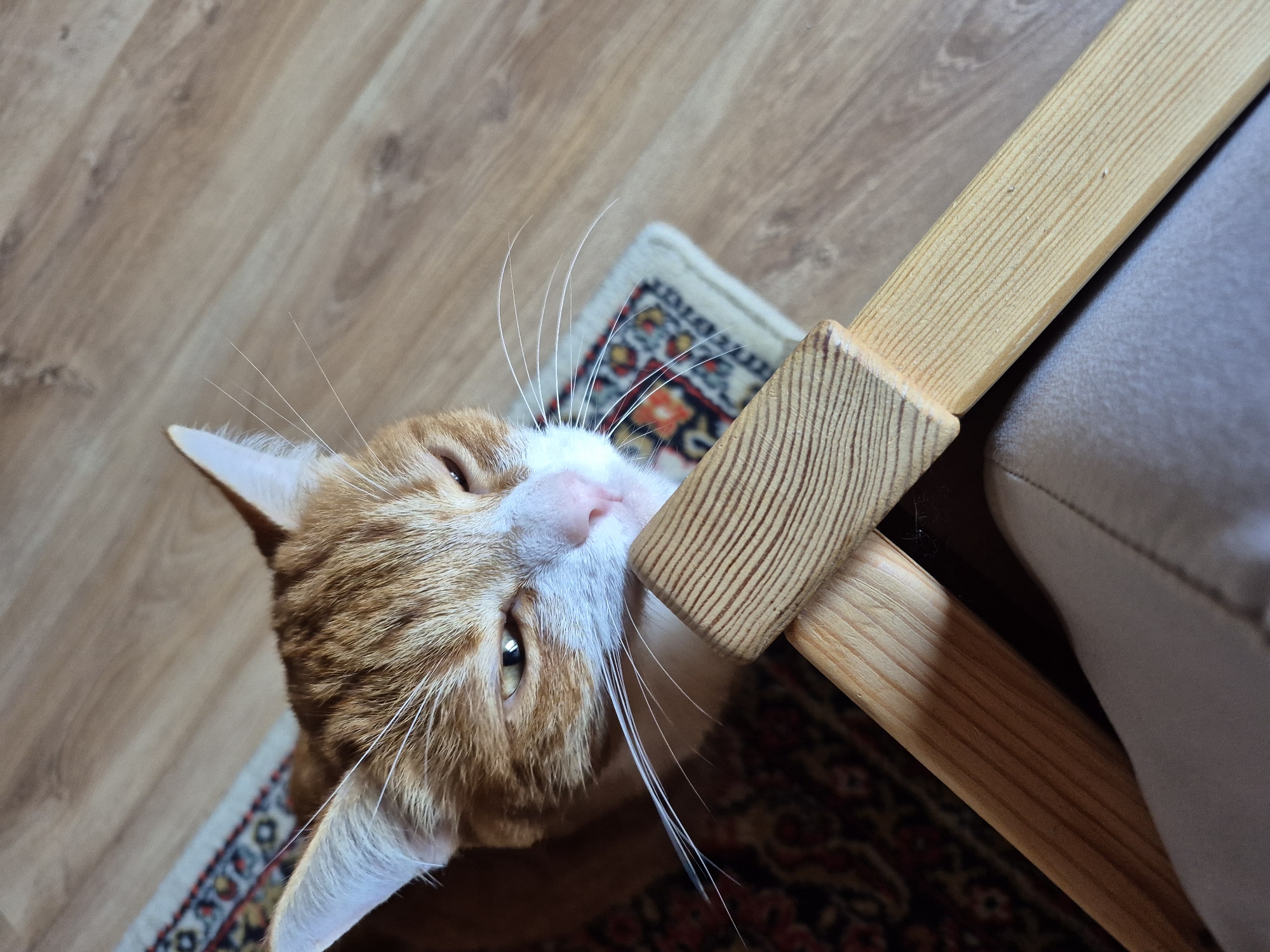 An orange and white cat with green eyes is looking down at the camera, its head resting on a wooden object. The cat is on a small patterned rug on a wooden floor. The scene is indoors, and the lighting suggests it is daytime. There is no information to determine the specific location within Зелёный Бор, Russia.