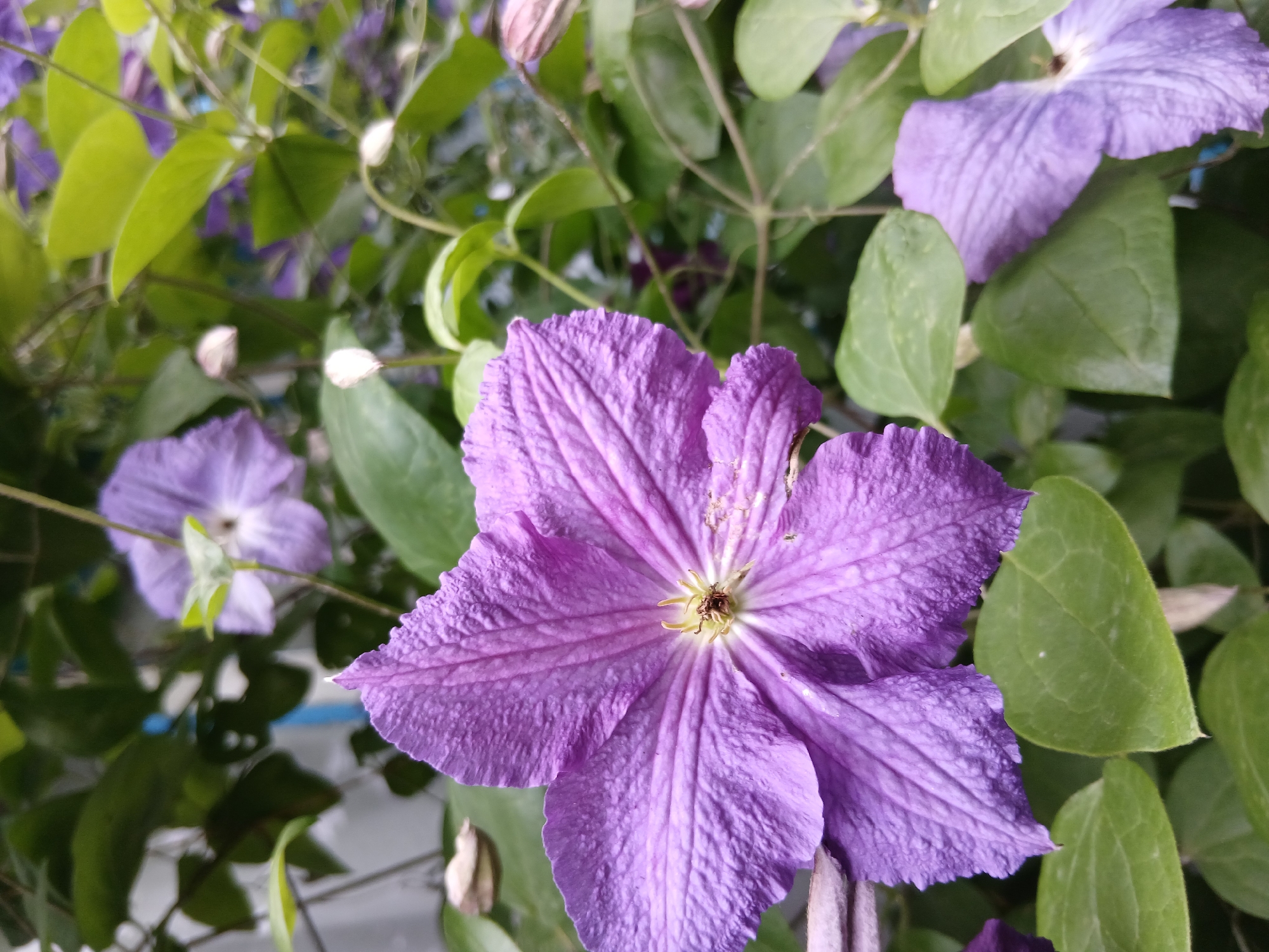 This is a close-up, eye-level, outdoor photograph of a vibrant purple clematis flower in bloom. The flower is the primary subject, filling the foreground and center of the frame. Its six petals are wide and slightly ruffled, displaying a rich purple hue with prominent darker veins radiating from the center. The stamen in the middle of the flower is a delicate yellow and brown.
Behind the main flower, other elements of the plant are visible. Several green leaves, some in sharp focus and others slightly blurred, create a lush backdrop. In the mid-ground and background, more clematis flowers and buds are present. One flower to the left is in softer focus, also displaying purple petals, and a few pale, unopened buds dot the scene, hinting at the plant's ongoing bloom cycle. The overall setting appears to be a garden or an area with climbing plants, suggested by the intertwined stems and leaves.
The lighting suggests it could be daytime, likely a bright day given the clarity of the colors and the detail in the petals. There are no people or animals in the image. No text is visible. The overall impression is one of natural beauty and the vibrancy of a flowering plant in its prime. The location context is Kholosne, Ukraine.