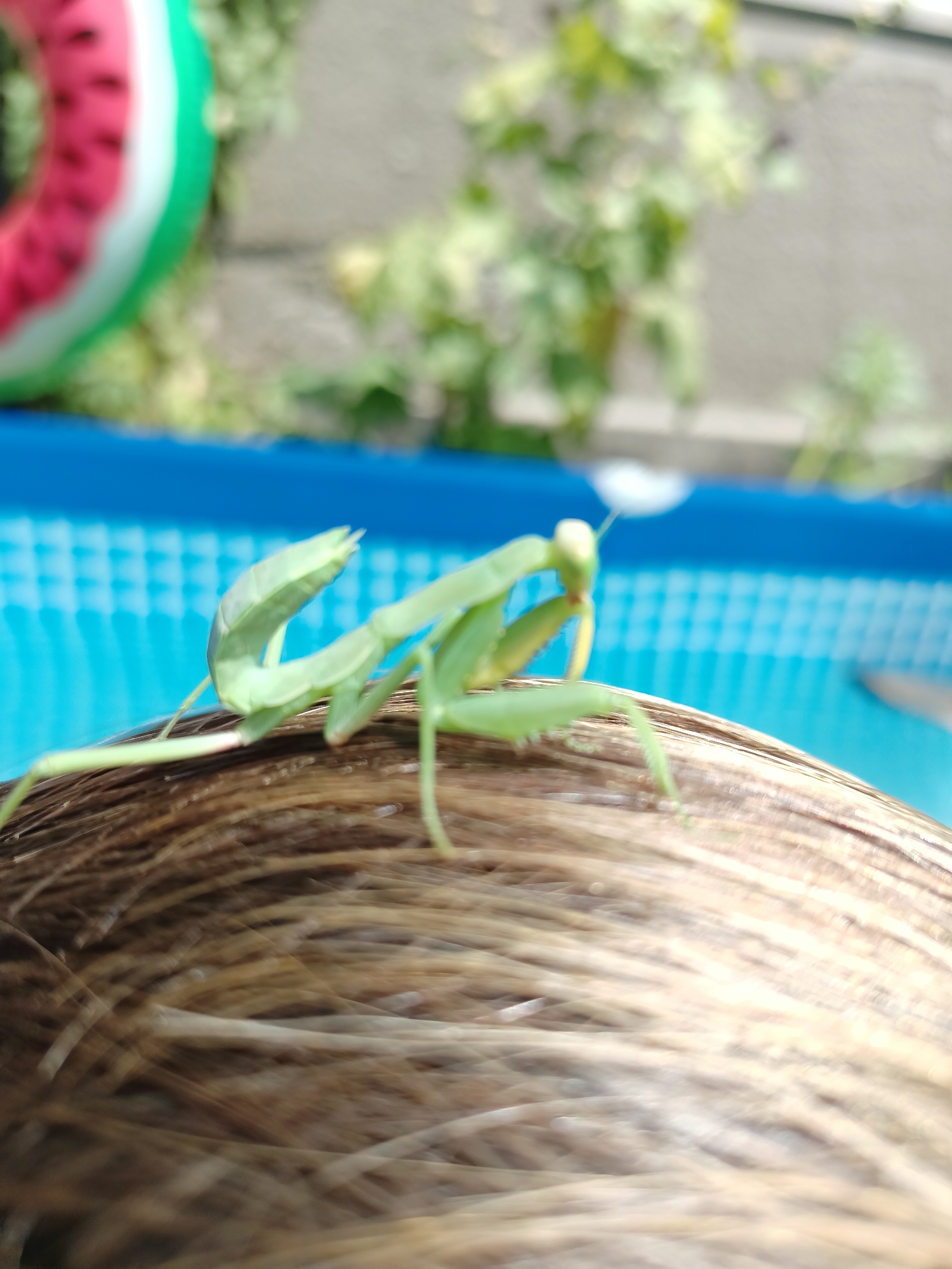A praying mantis, predominantly green, is perched on a surface of what appears to be brown hair. The insect's legs are extended, with its forelegs bent in a characteristic predatory stance. In the background, a bright blue swimming pool is visible, with a deflated inflatable object, possibly a watermelon-themed ring, partially obscuring the upper left corner. Green foliage and a light-colored wall or fence are also discernible in the blurred background. The overall scene suggests an outdoor setting, possibly a backyard or poolside area in Almaty, Kazakhstan, given the context of the question. The image's focus is sharpest on the praying mantis and the surface it occupies, with the background elements softly blurred. No human subjects are present in the image.