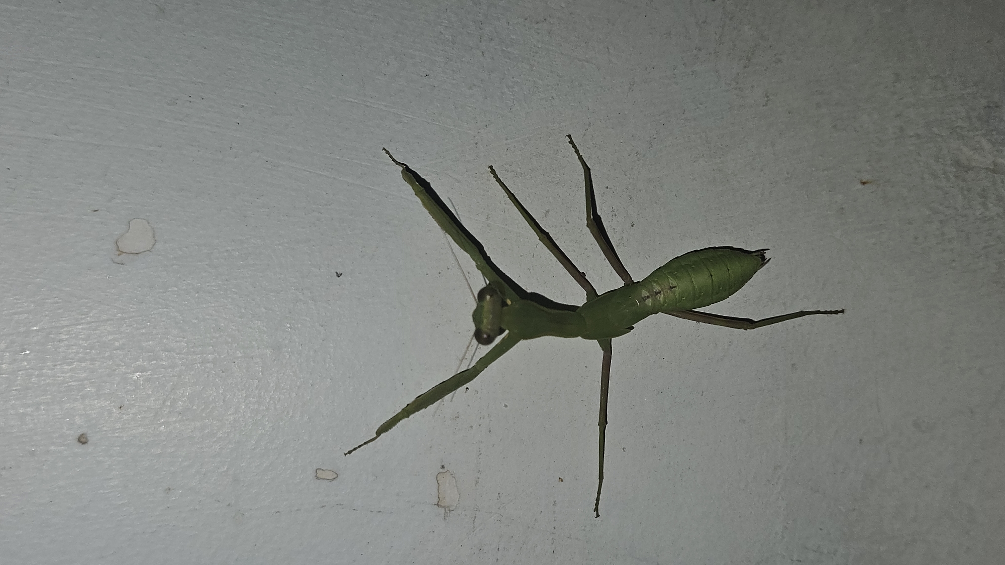 A green praying mantis is prominently displayed on a light grey, textured surface, likely a wall, in this image. The mantis is positioned diagonally across the frame, with its head oriented towards the upper left. Its body is a vivid, uniform green, contrasting with the pale background.
Key features of the mantis are clearly visible: a triangular head with large, dark compound eyes, and powerful, spiky raptorial forelegs held in the characteristic "praying" stance. Slender antennae extend from its head. Its segmented abdomen is clearly delineated, and its four hind legs are used to grip the surface.
The lighting appears artificial and direct, casting subtle shadows and emphasizing the texture of the wall, suggesting the photograph was taken at night or indoors. The wall surface itself shows minor imperfections and small, faint stains, including a small, light-colored mark resembling a heart in the lower left of the original image. The mantis appears to be stationary, not engaged in any specific activity. The location context for this image is Cam Đức, Vietnam. There is no visible text in the image.