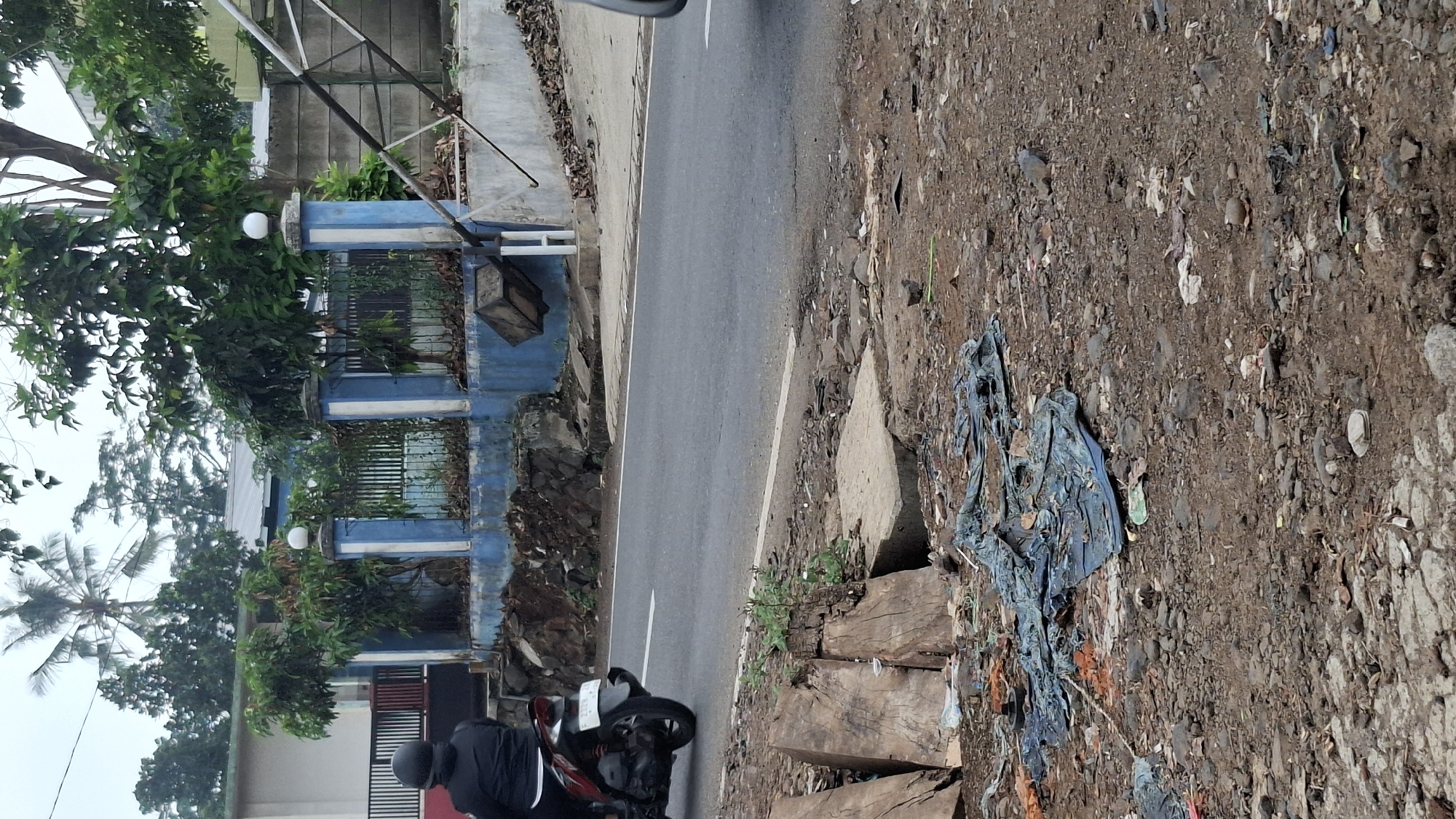An eye-level, medium shot captures a roadside scene in Cilaku, Indonesia, under an overcast sky. In the foreground, the ground is littered with debris, including rocks, dirt, and torn blue tarpaulin. Two large, rough-hewn wooden planks lie on the left side of the frame, one partially obscured by the other. A small green plant sprouts from a crack in the concrete drainage cover in the center foreground. A bird stands on the dirt between the tarpaulin and the drainage cover.
In the midground, a paved road runs horizontally across the image. A person wearing a black helmet and jacket rides a dark-colored motorcycle from left to right, moving away from the viewer. The motorcycle has a white license plate with red lettering, "F 2779". The road is bordered by a ditch on the viewer's side.
Beyond the road, a blue and white striped wall runs along the property line. A fence made of dark metal bars is visible behind the wall. Trees with lush green foliage are planted behind the fence and wall. In the background, a building with a light-colored exterior and a metal roof is partially visible. A tall, thin metal structure, possibly part of a construction or support system, leans over the wall on the right side of the frame. The overall impression is one of a somewhat neglected urban or semi-urban environment.