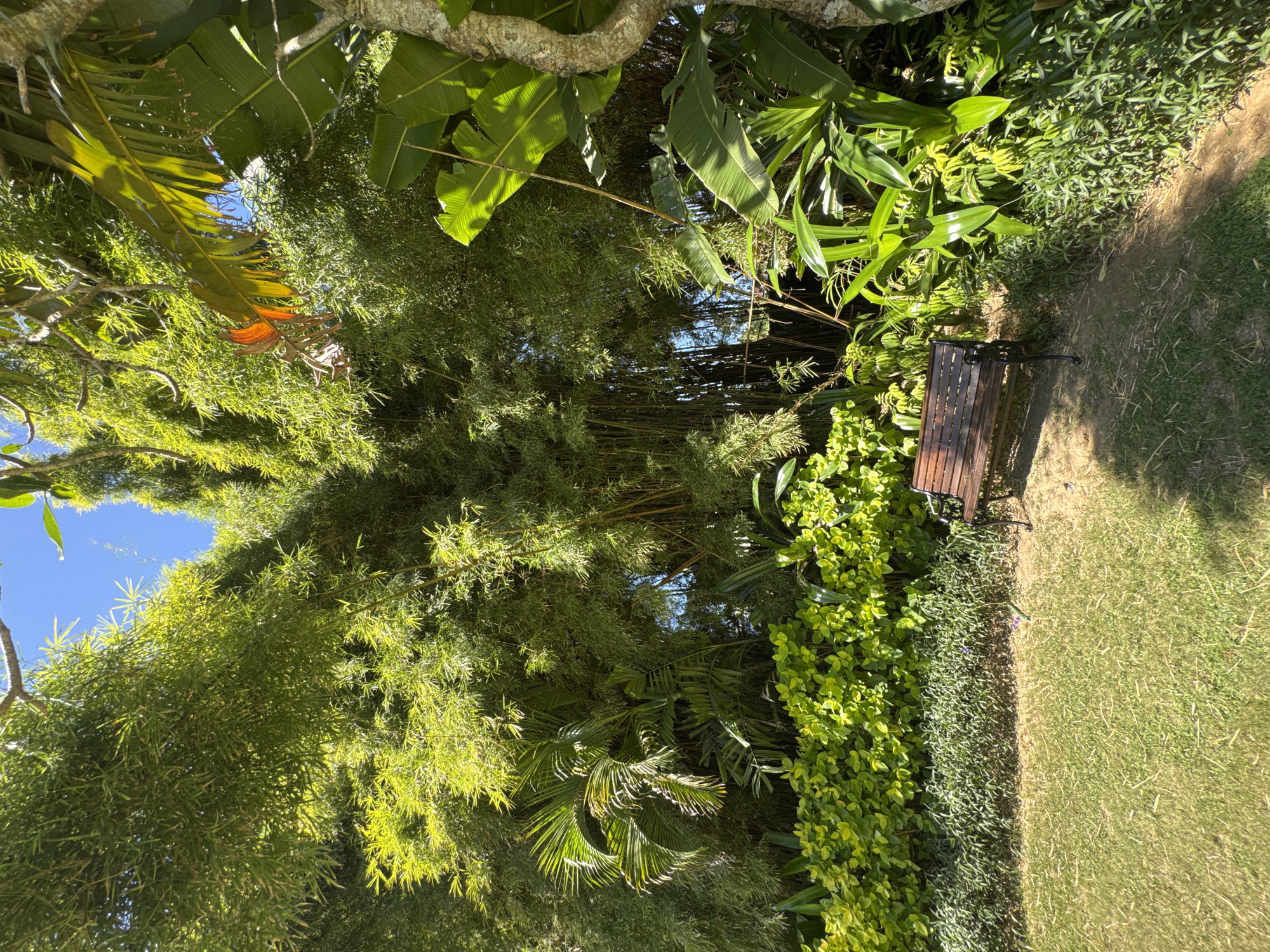 The image shows a garden scene, possibly in Kuta Selatan, Indonesia. A wooden bench sits on the edge of a grassy area, adjacent to dense green foliage. The foliage includes bamboo, banana trees, and various other plants. The sky is visible through the trees. The scene is brightly lit, suggesting it's daytime. The angle of the shot suggests the photo was taken from a low point of view.