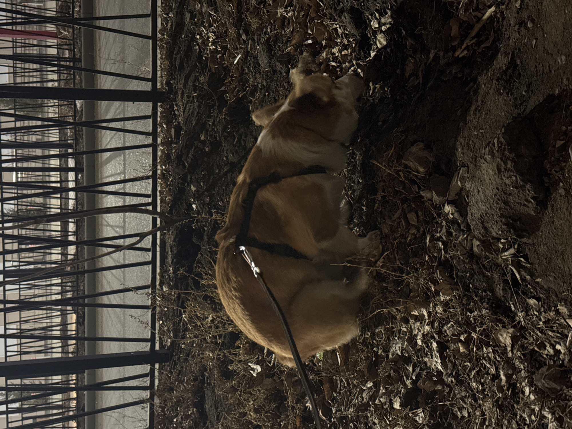 A medium shot depicts a corgi dog lying on a bed of dead leaves and twigs next to a black metal fence at night. The dog is wearing a black harness and leash. The ground is dark and covered in debris. The fence is parallel to the road. The background is blurred due to low light. The location is Borzya, Russia.