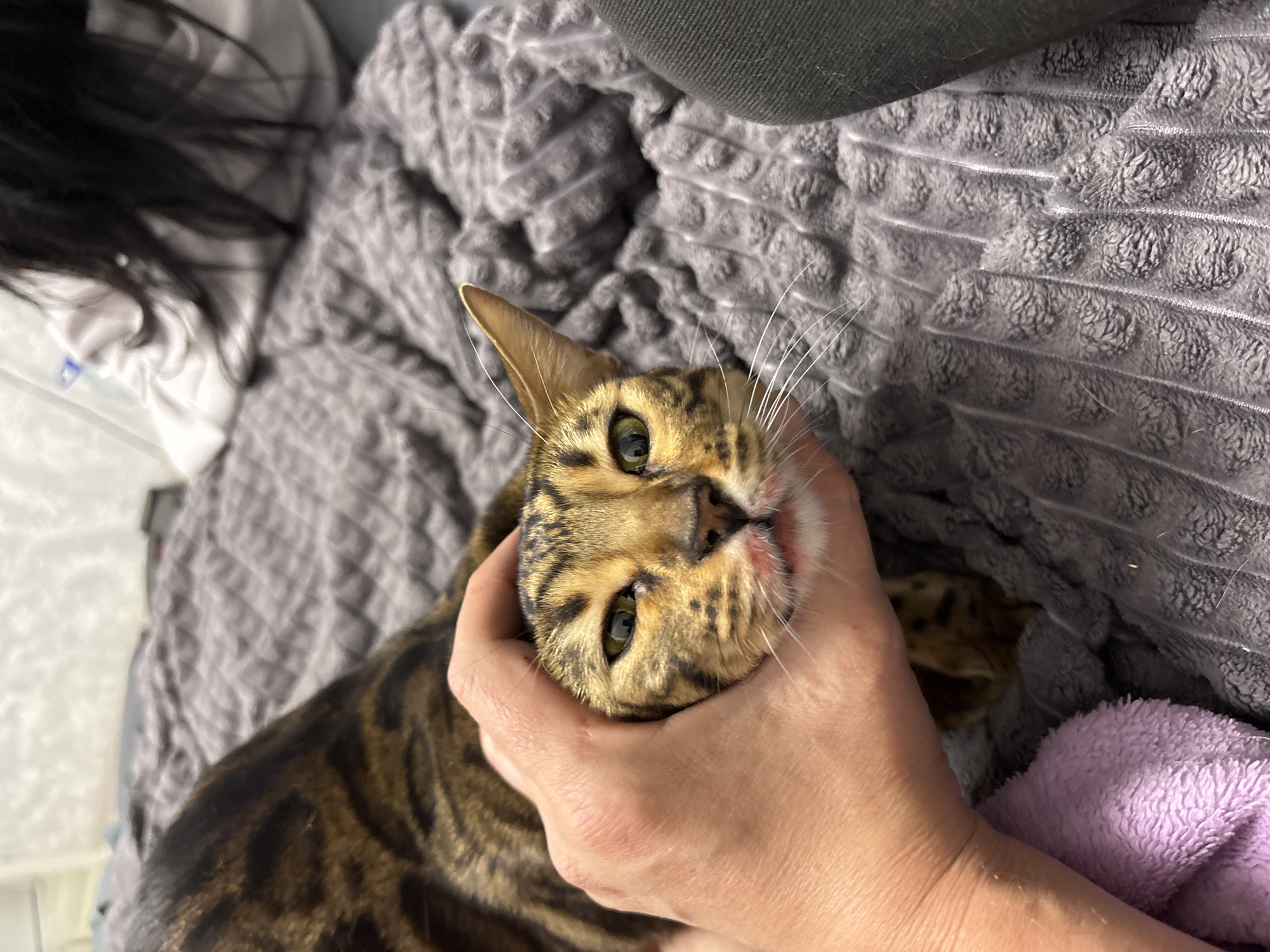 A close-up, high-angle shot focuses on a Bengal cat being held in a person's hand. The cat has tan and brown fur with black spots, and its head is tilted back. The person's hand is wrapped around the cat's head and neck. The cat is looking directly at the camera with green eyes. A gray textured blanket lies beneath the cat and hand. The location is Unknown, Unknown.